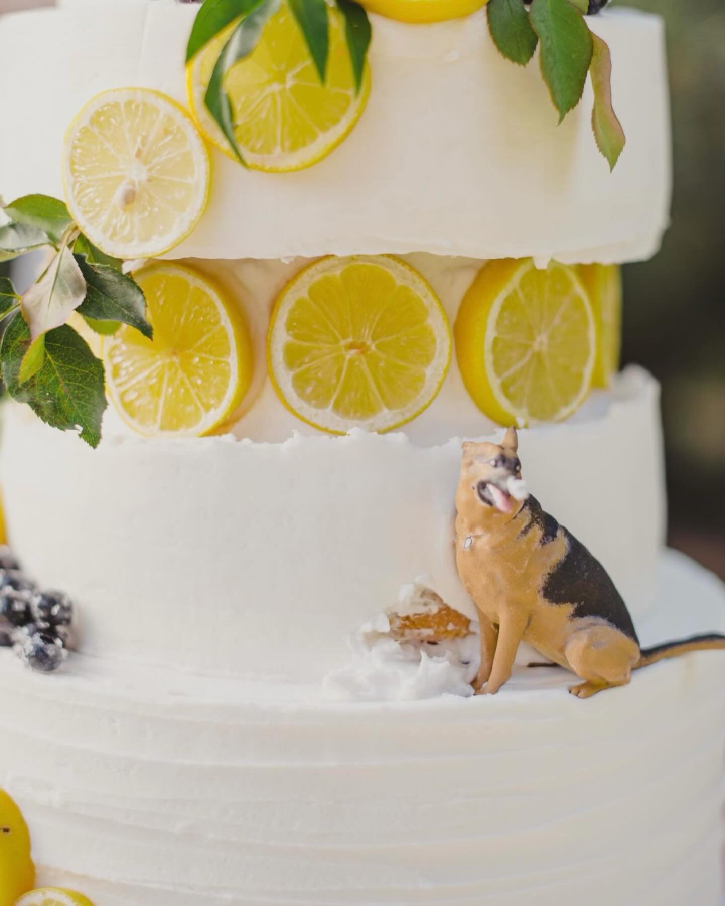 All in this details. Doesn&rsquo;t this cake bring a smile to your face? ✨

Planning &amp; Design | @sevenstems 
Venue | @thehavensweddings 
Photography | @laurencatephoto 
Baker | @cakestocelebrate 

#weddinginspo #cakedesign #baker #weddingdetails 