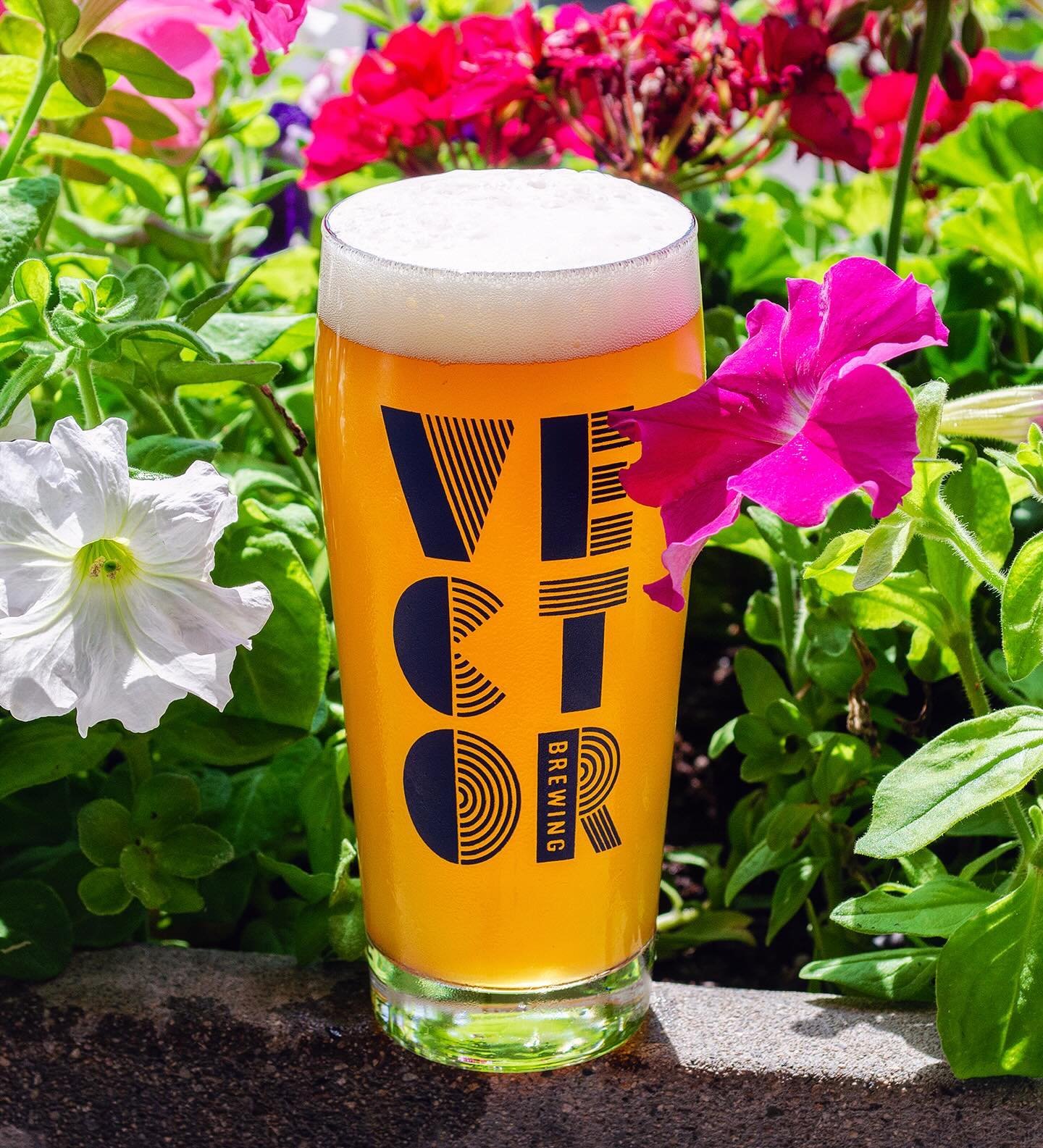 🌱𝑽𝑬𝑹𝑵𝑨𝑳🌸 German-style Maibock / 6.7% ABV

Spring has officially sprung around here, and we&rsquo;ve brought back an oldie we haven&rsquo;t brewed in 3 years. Traditionally brewed for the warming days of spring, Vernal is our take on the class