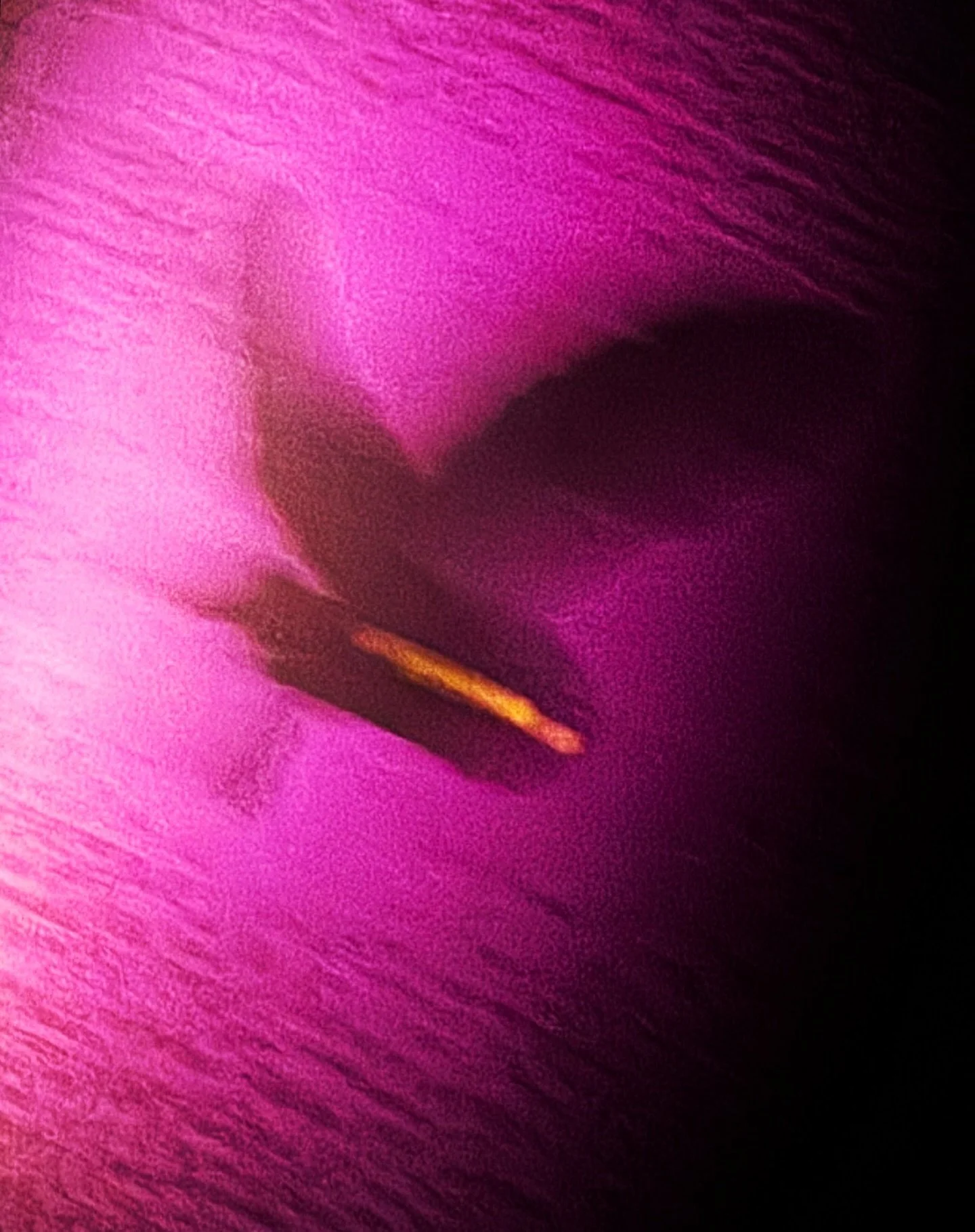 As the daylight hours dwindle, something dark arises.🦉