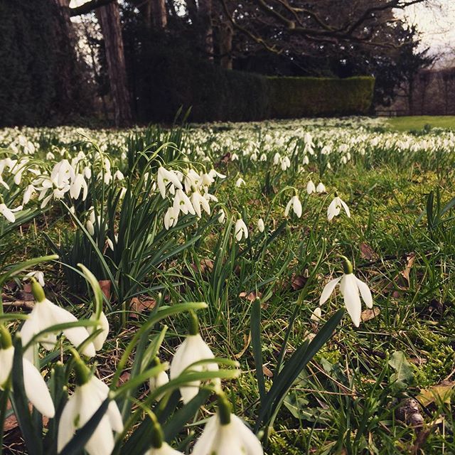 Spring is just around the corner !  If your lucky enough to have some of these growing in your garden , then  increase your crop by digging them up and split them into smaller bunches before replanting, just wait for them to finish flowering first ! 