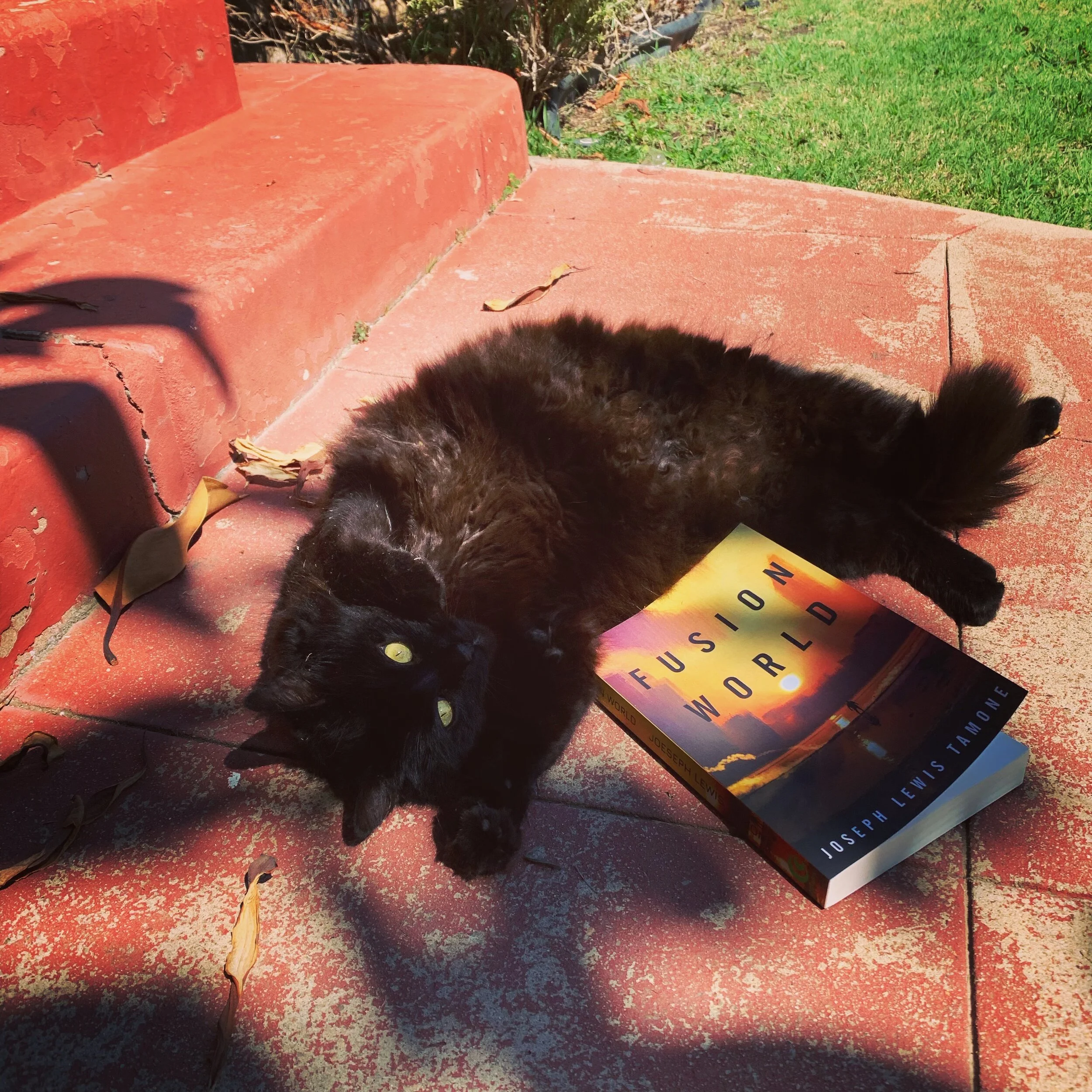 Jilly the kitty loves Fusion World.