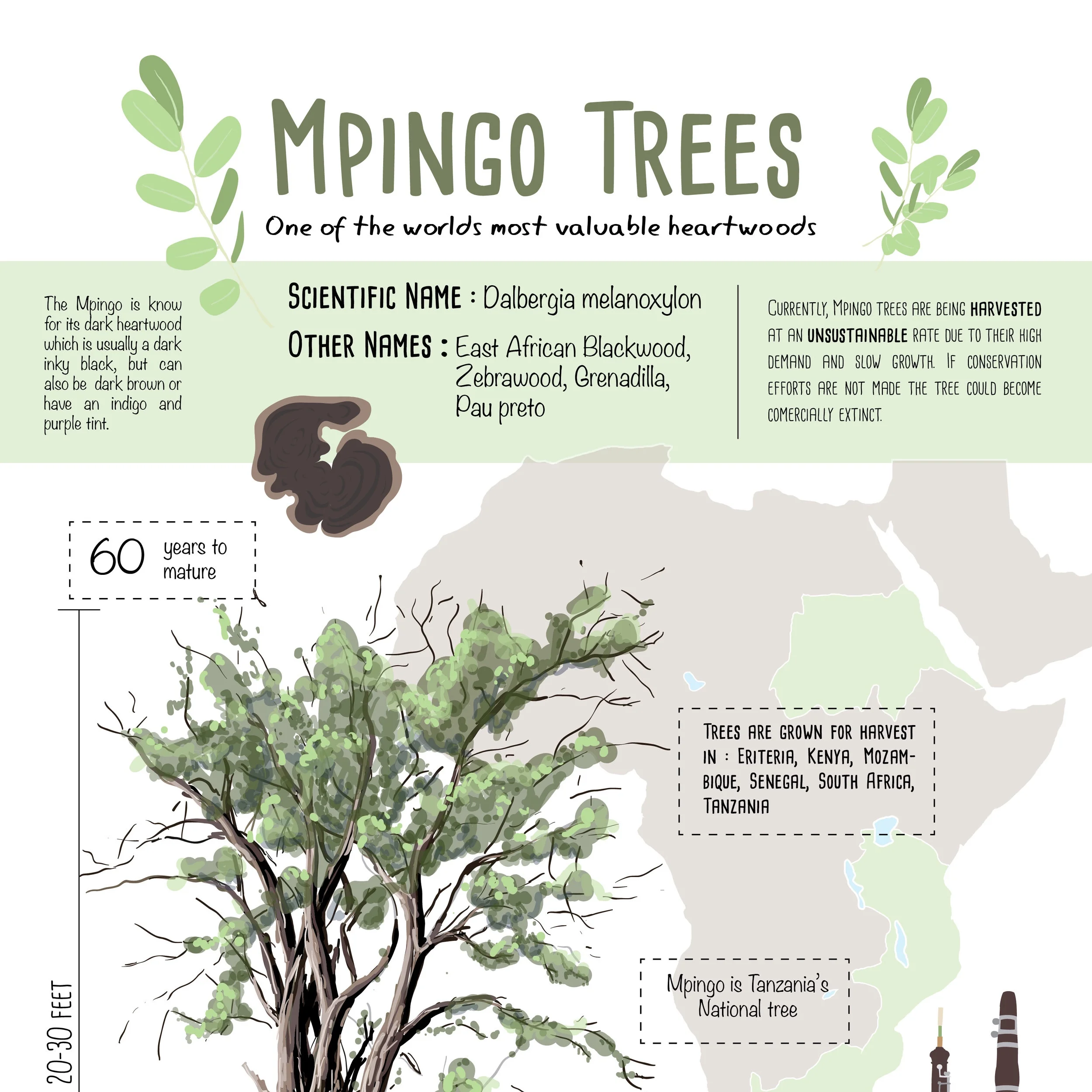 Mpingo+Tree+infographic-01-01.jpg