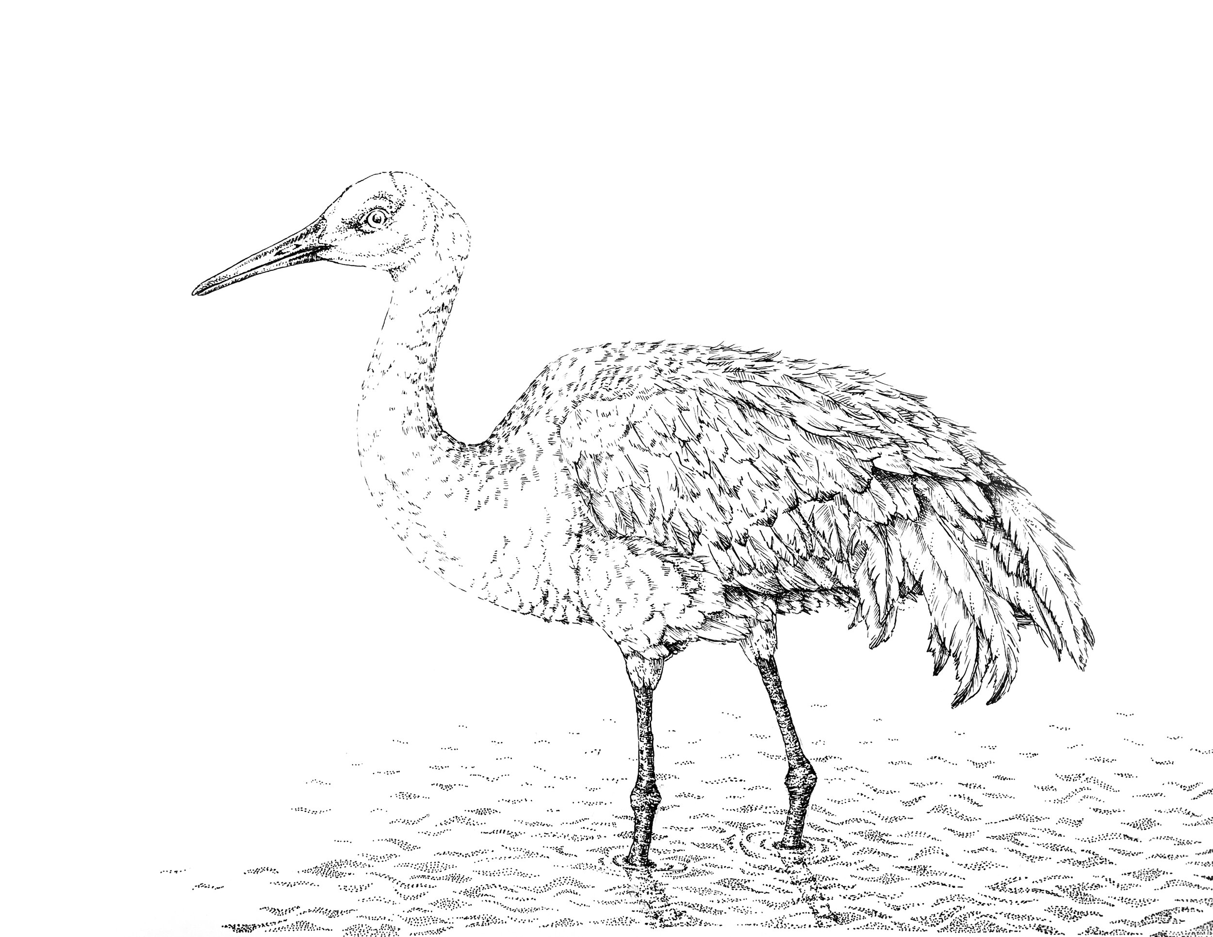 sandhill crane.jpg