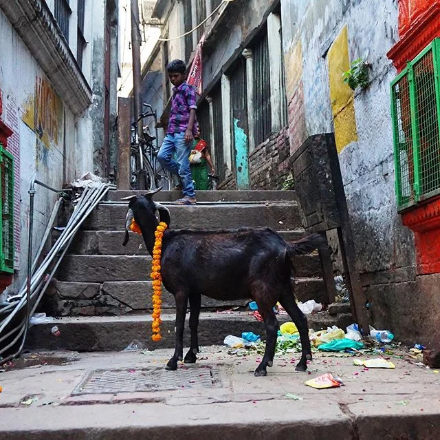 Outside the yoga studio 🙏🧡🐐 #Varanasi,2015