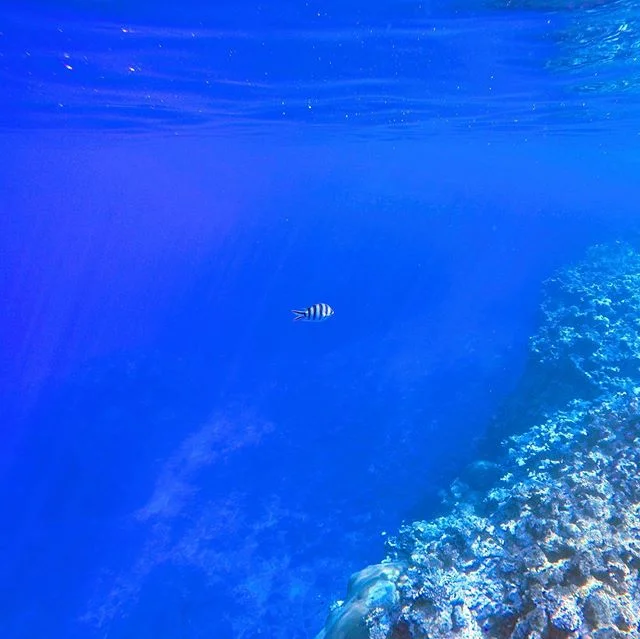 &ldquo;You didn&rsquo;t come into this world. You came out of it, like a wave from the ocean. You are not a stranger here.&rdquo; &mdash;ALAN WATTS 🌀🌊 Happy American Independence Day! 🇺🇸 I miss America, but I miss Fiji more 😉🇫🇯