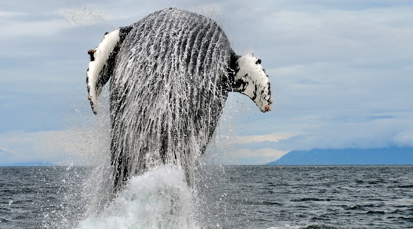 Discover Alaskas Whales HERO jpg.jpg