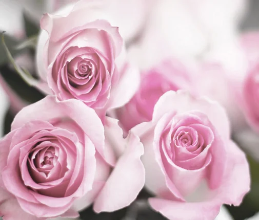 Flowers-2_cropped.jpg