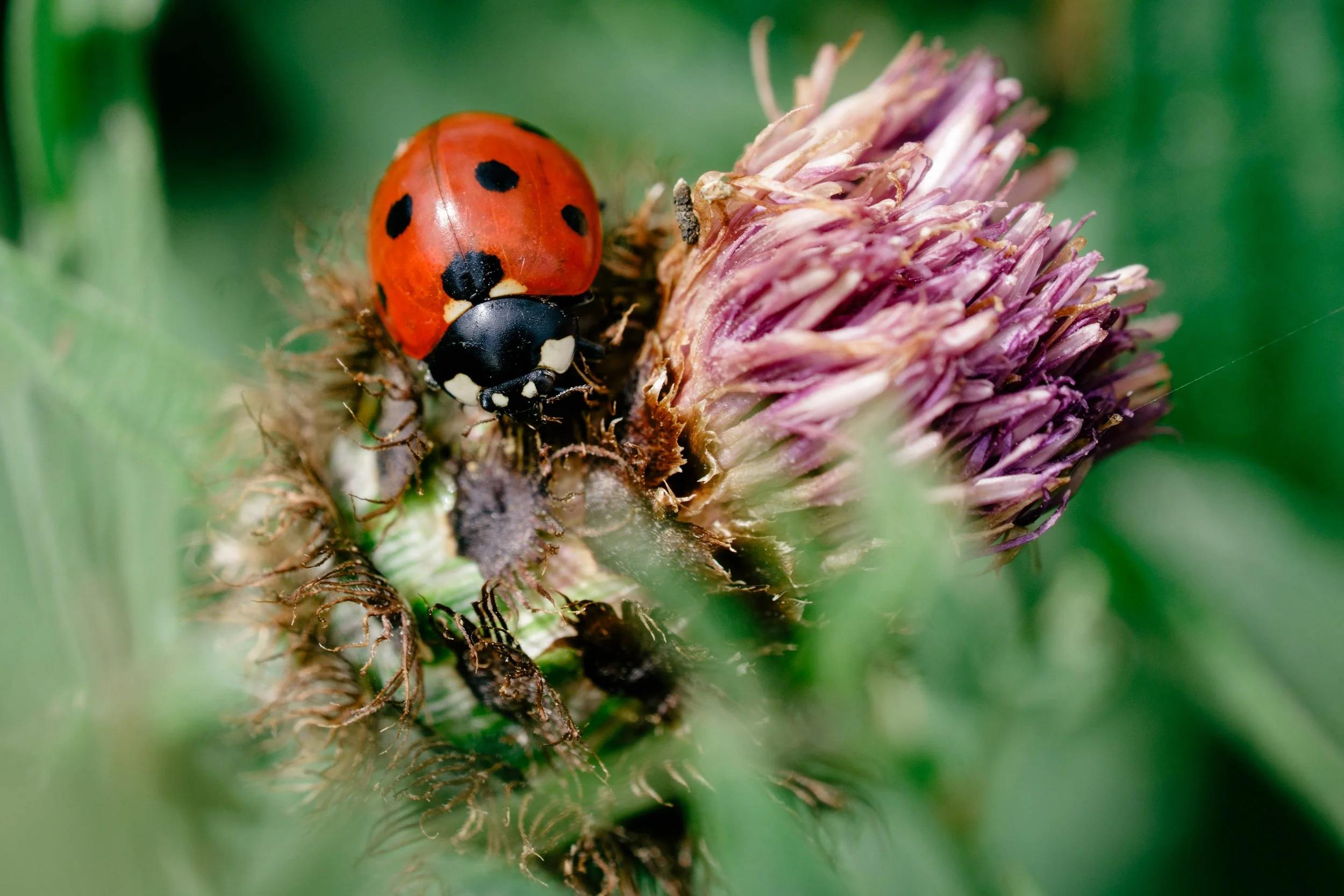 Staverley Nature Reserve in Macro
