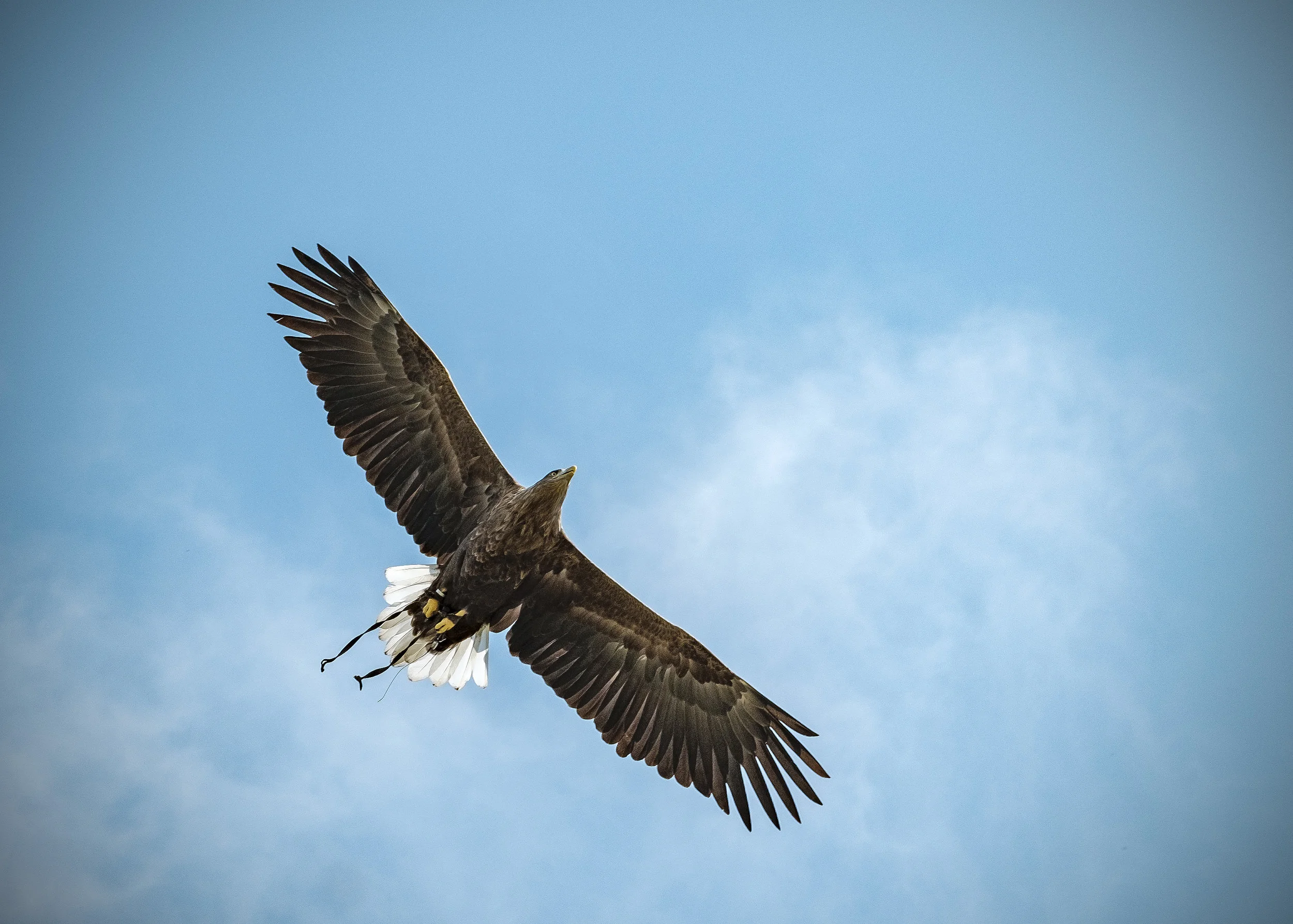 They Soar Through the Air