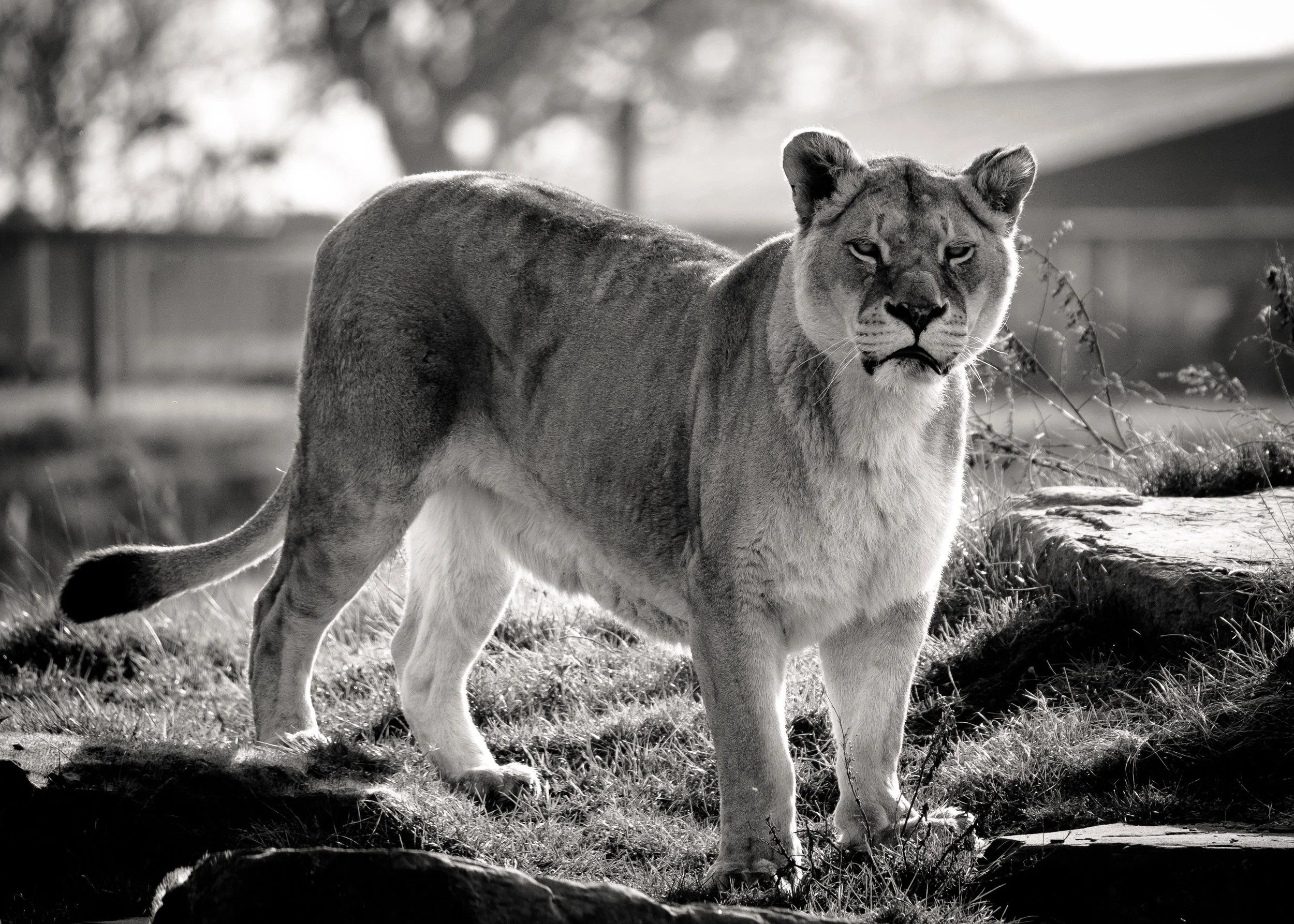 Yorkshire Wildlife Park