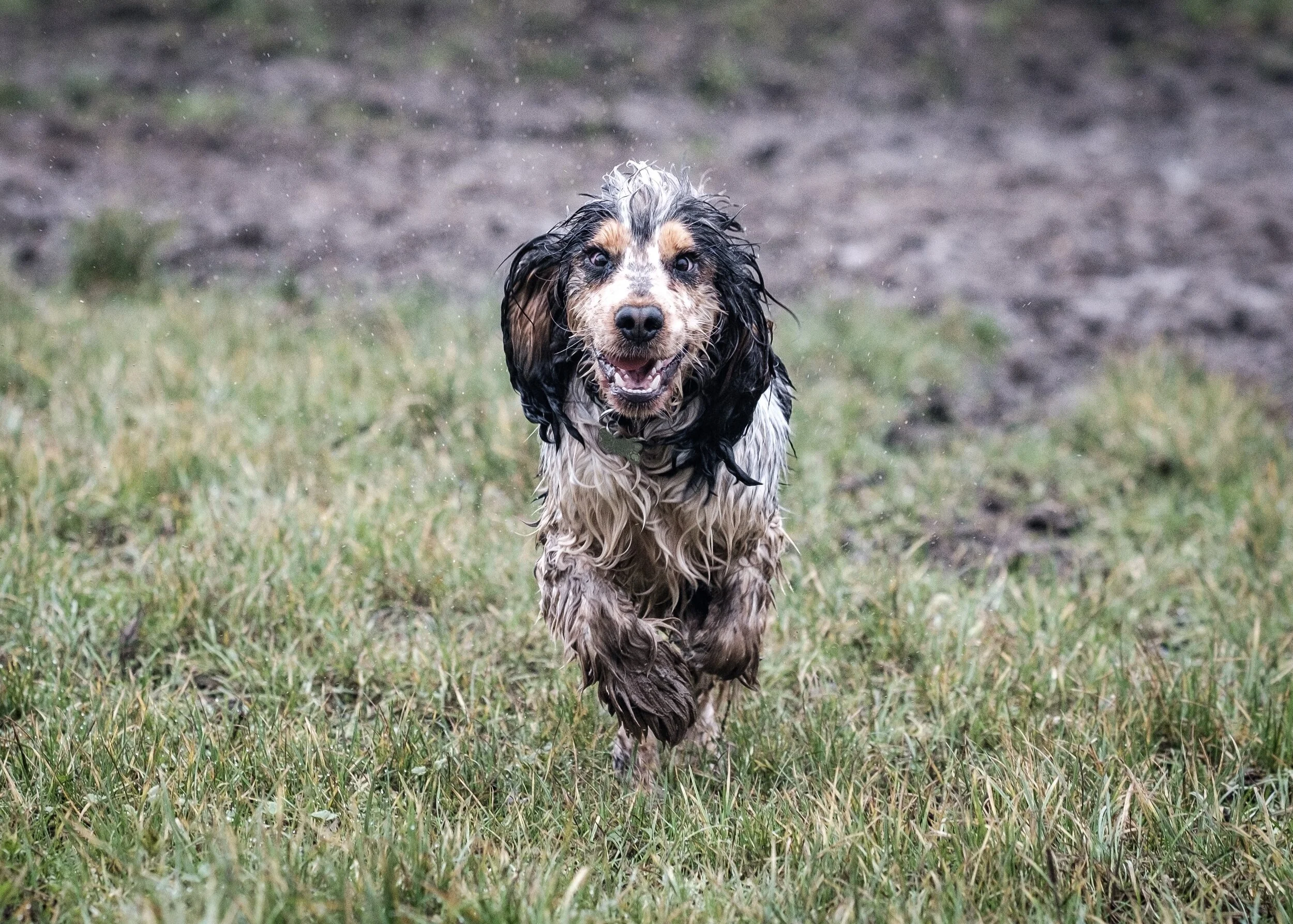 Walkies by the River