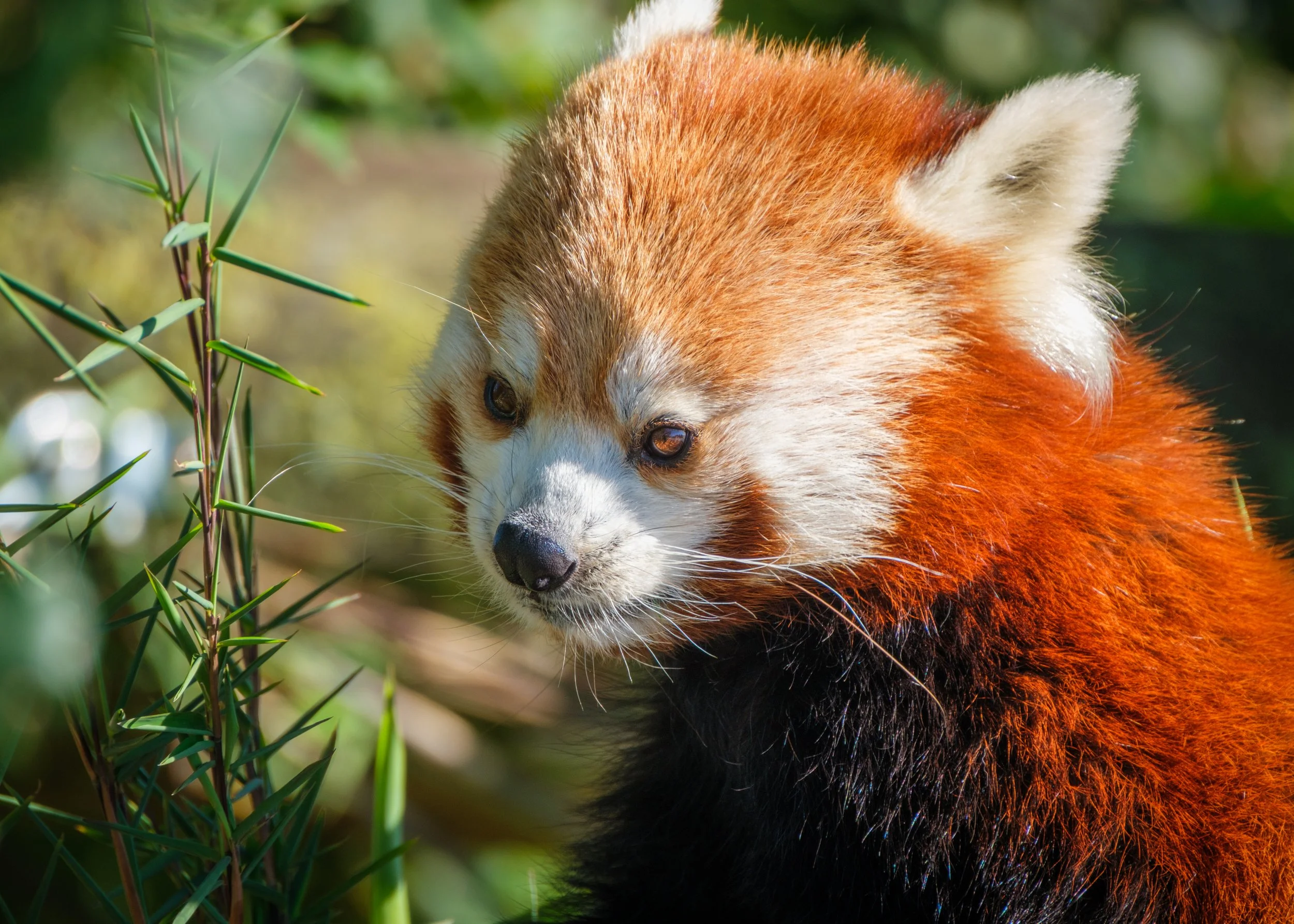  We took a trip to the Yorkshire Wildlife Park, my first visit since the opened the new area.   What a change it has made and the park is significantly bigger now.  For us, the star of the show was the red panda.   Such a cute animal.    