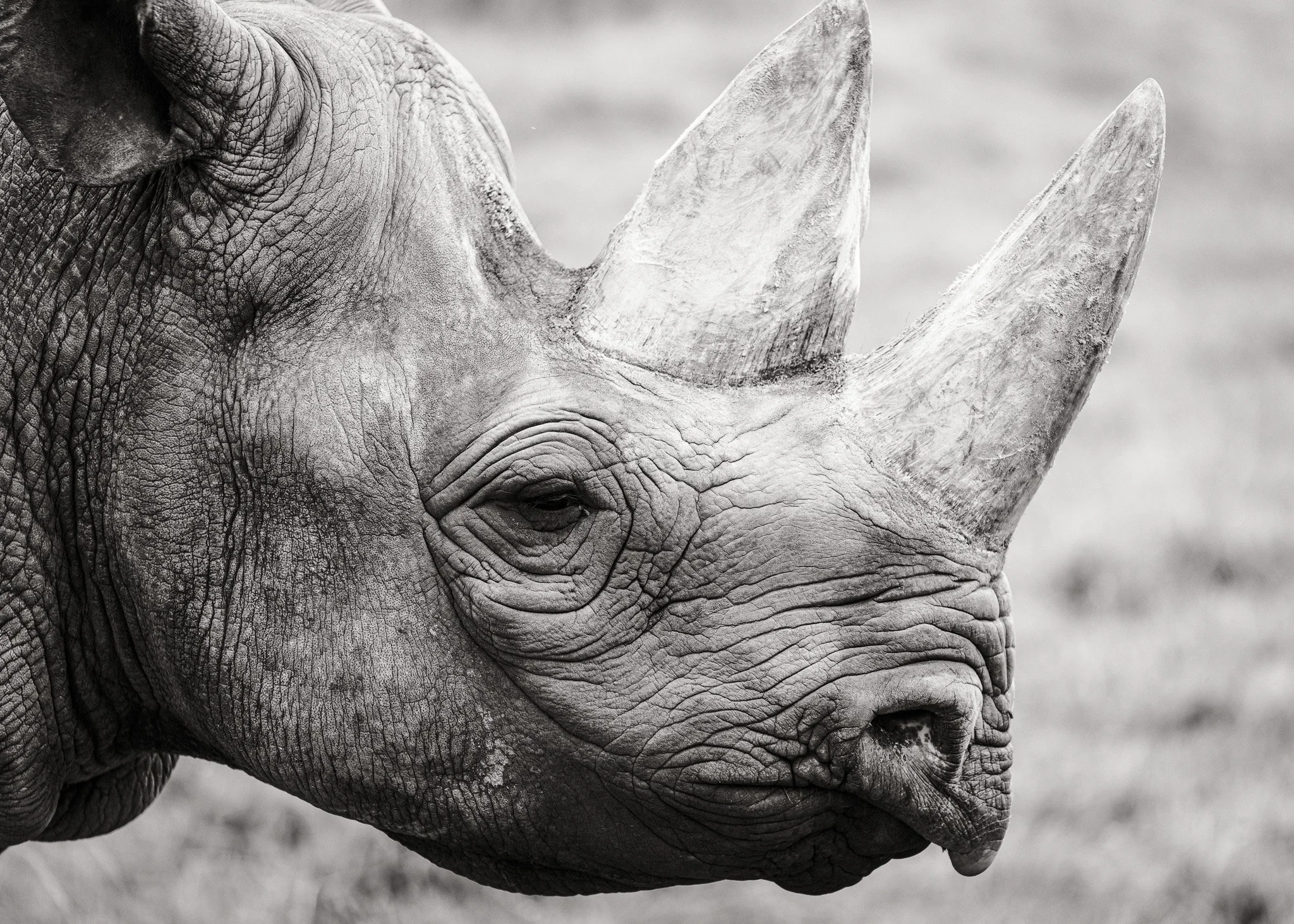 Chester Zoo