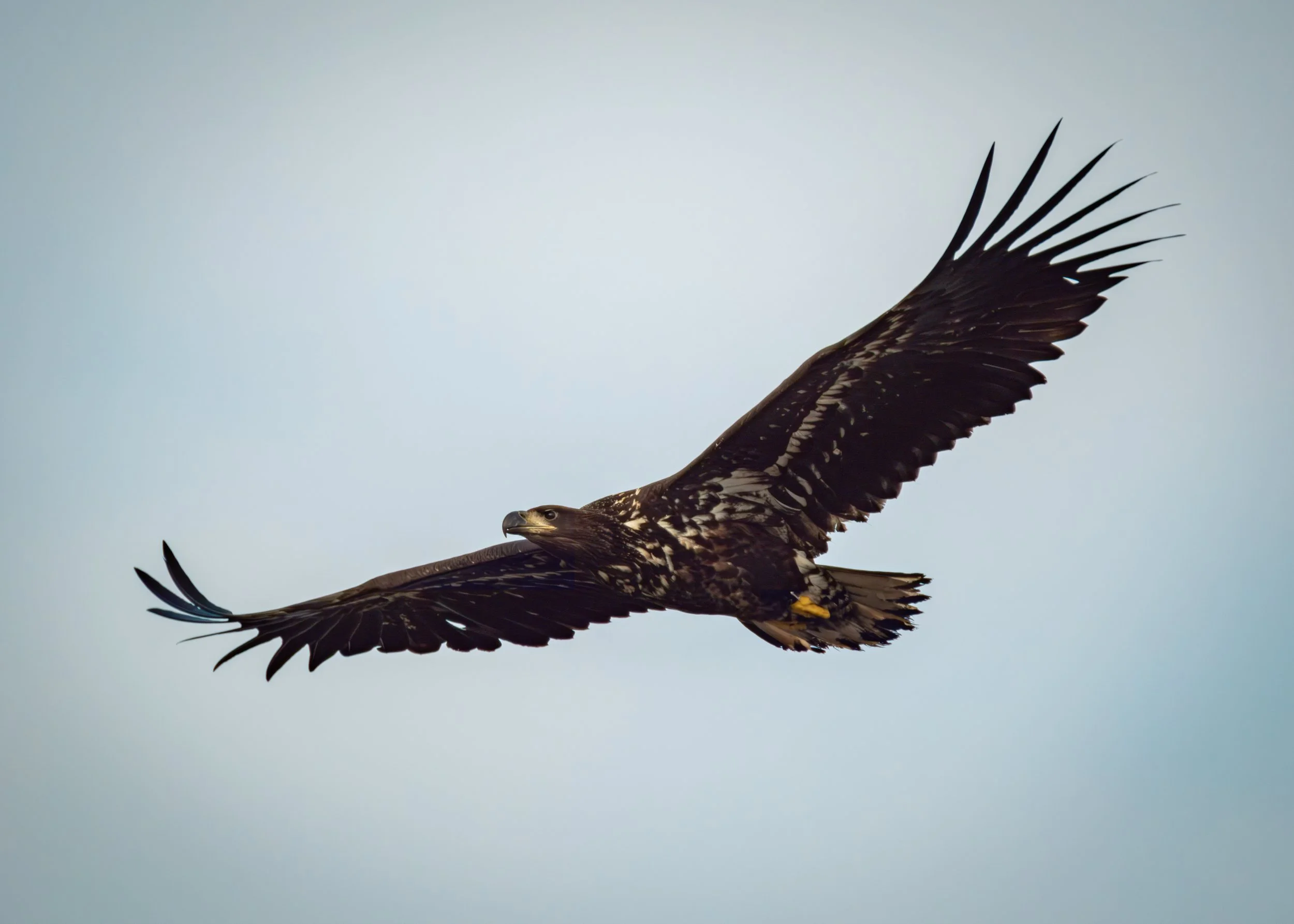 Soaring Above