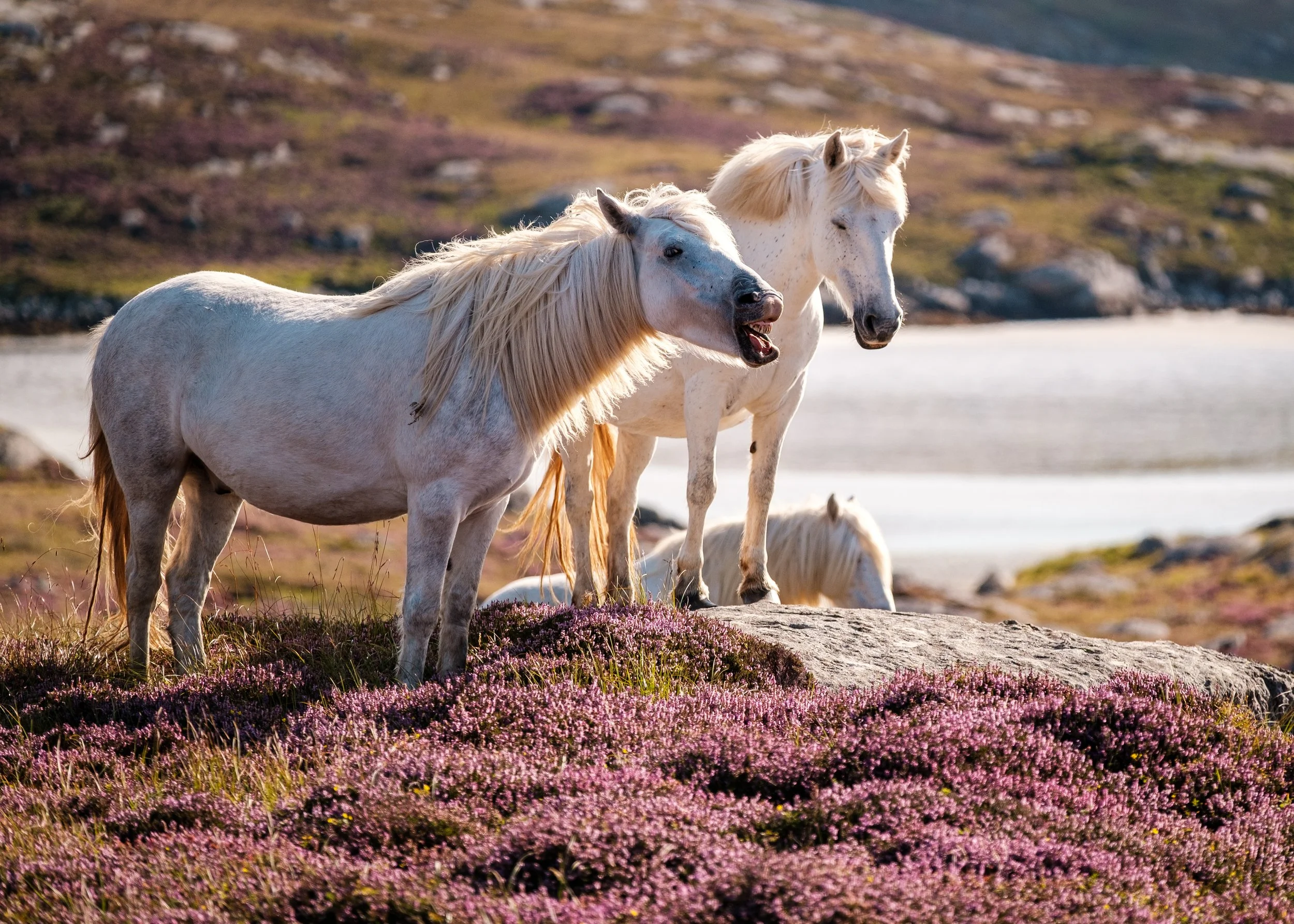 Back to the Hebrides