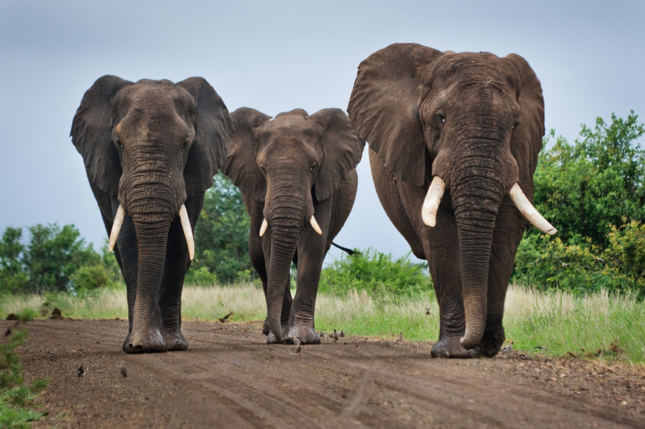 3-elephants.jpg