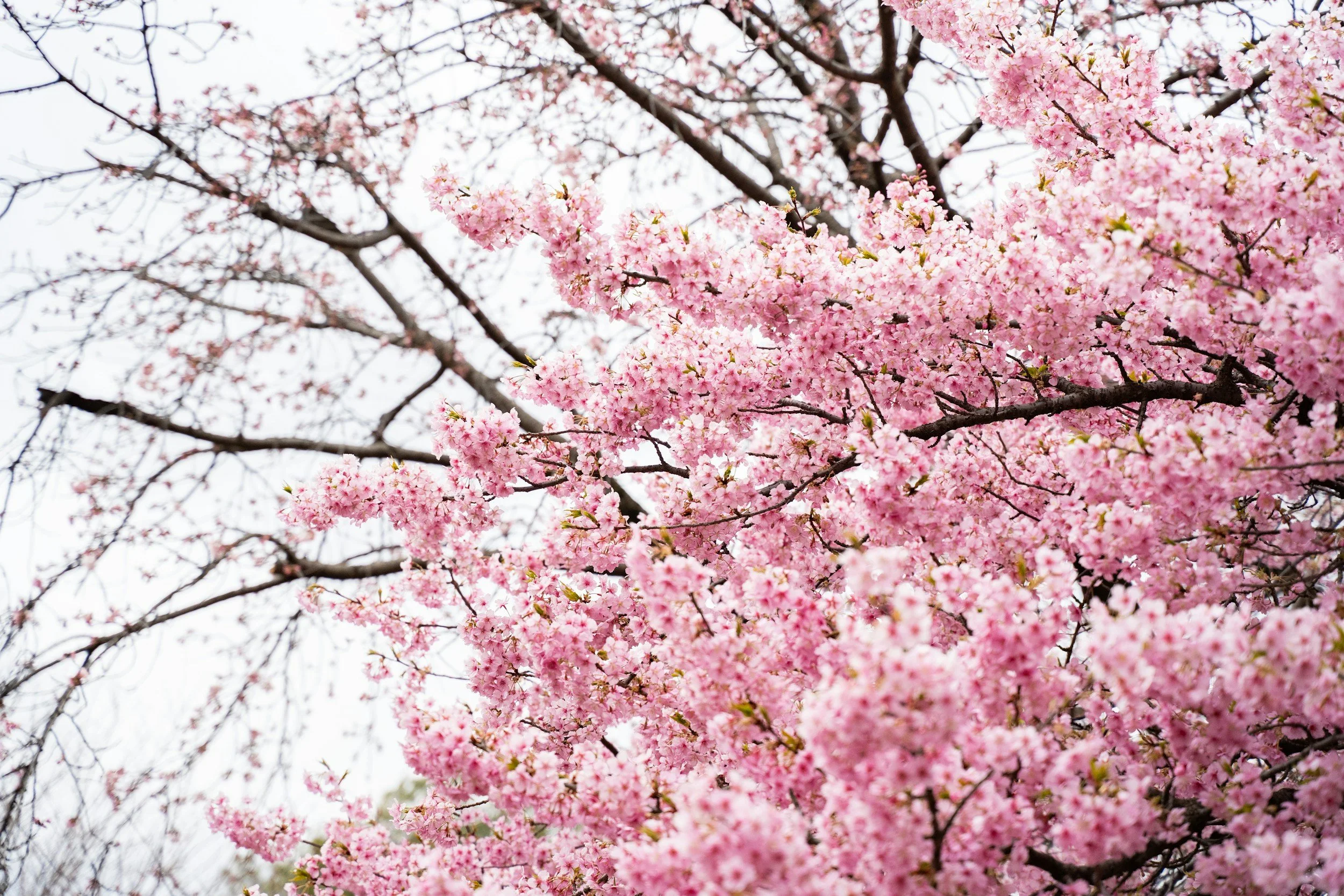 Spring in Denver