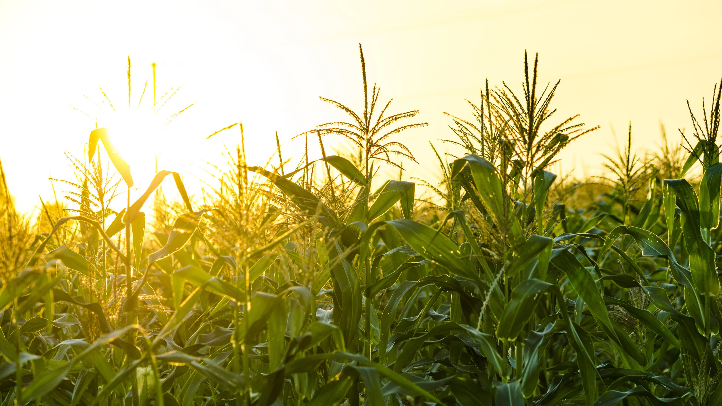 cornstalkssunrise.jpg