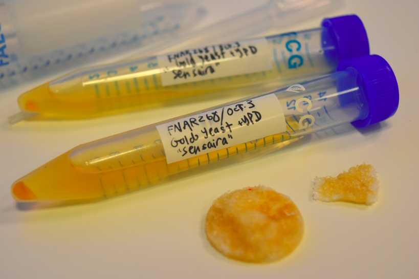 Gold+Yeast+Cultures.JPG