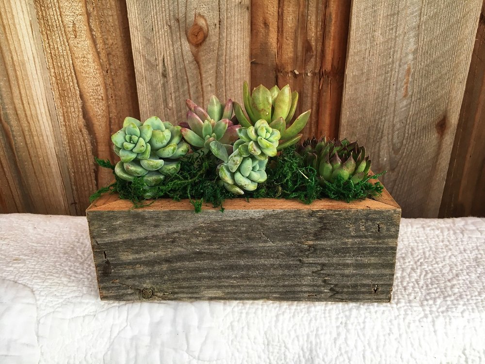 african succulents African Milk Tree main image 1