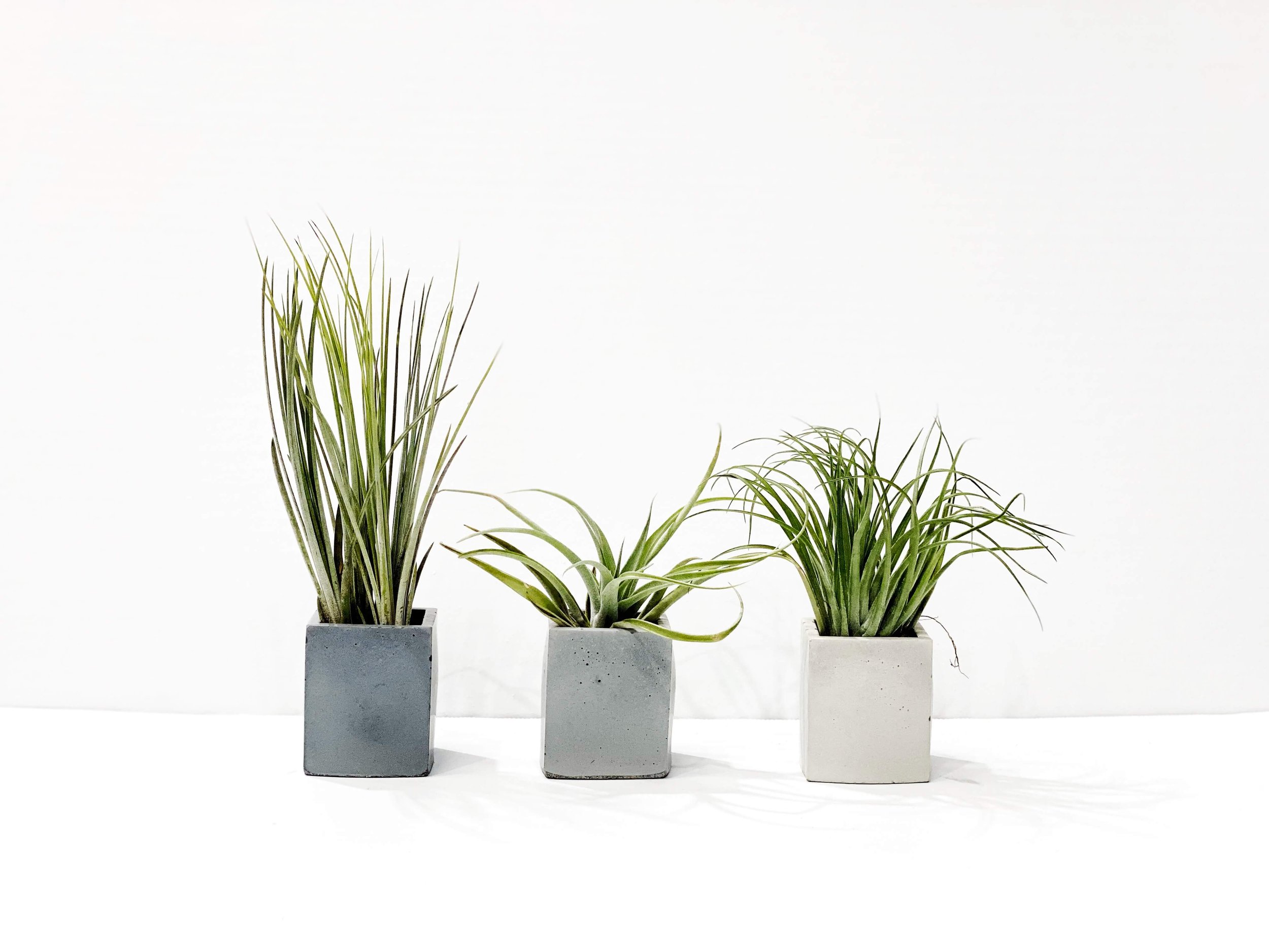 Small Concrete with Air Plant.jpg