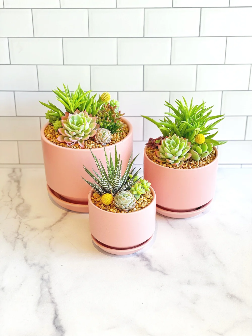 Urban Succulent Garden  The Little Shop of Horticulture