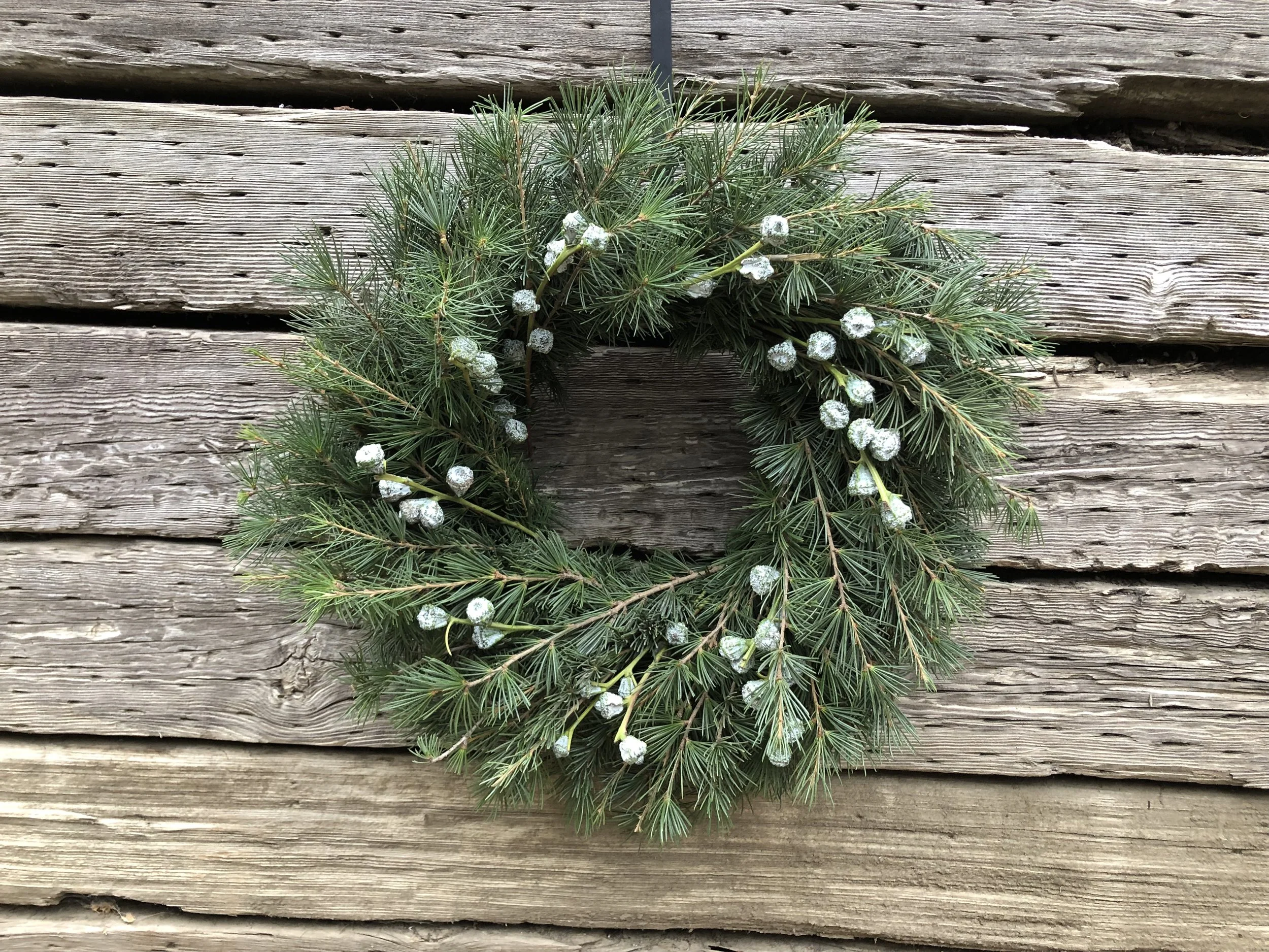 Cedar Blue Atlas, Euc Silver Bells.JPG