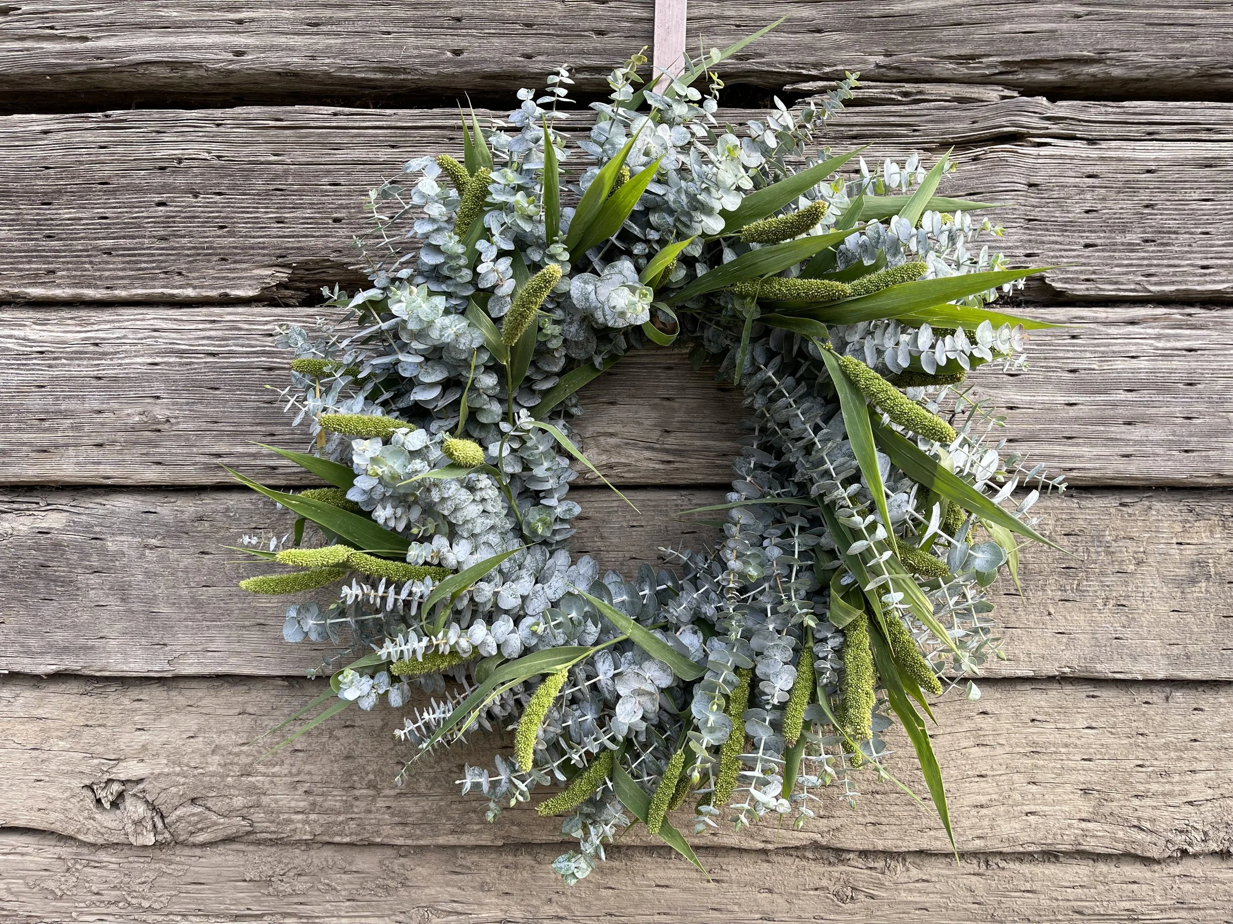 Euc. Baby Blue, Millet hanging green.JPG