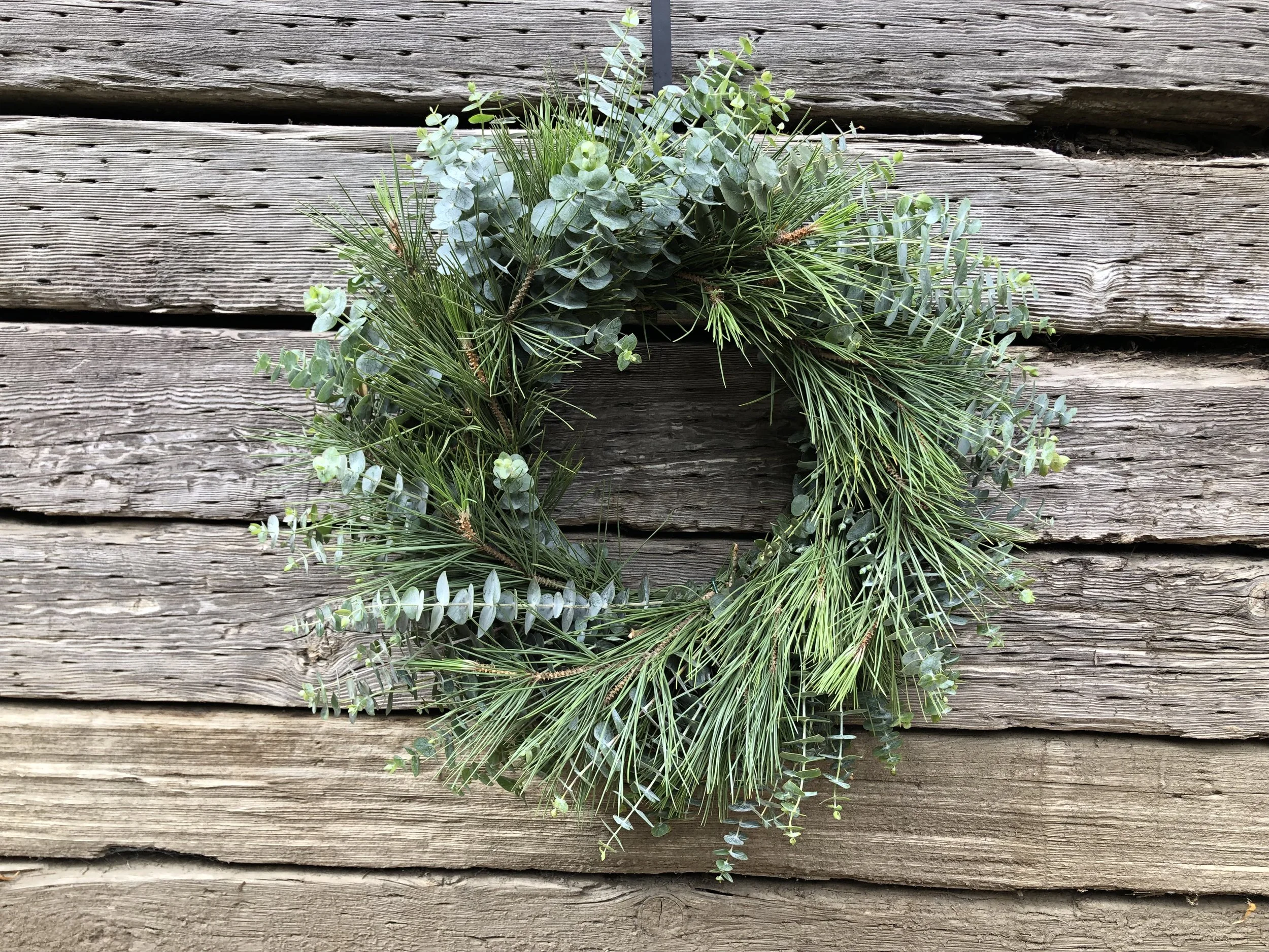 Euc Baby Blue, Pine Ponderosa (3).JPG