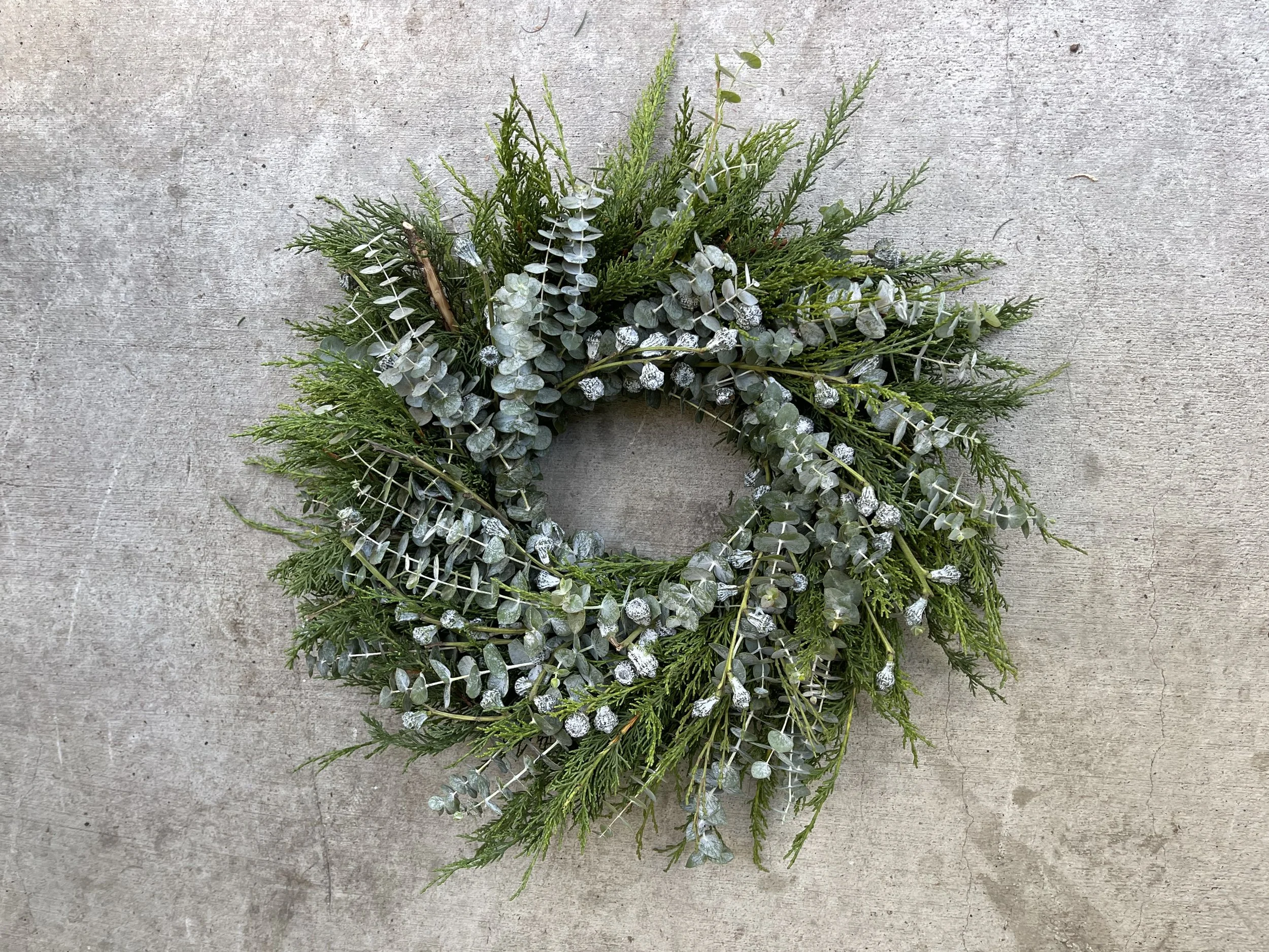 Monterrey Cypress, Euc Baby Blue, Pods Silver Bells.JPG
