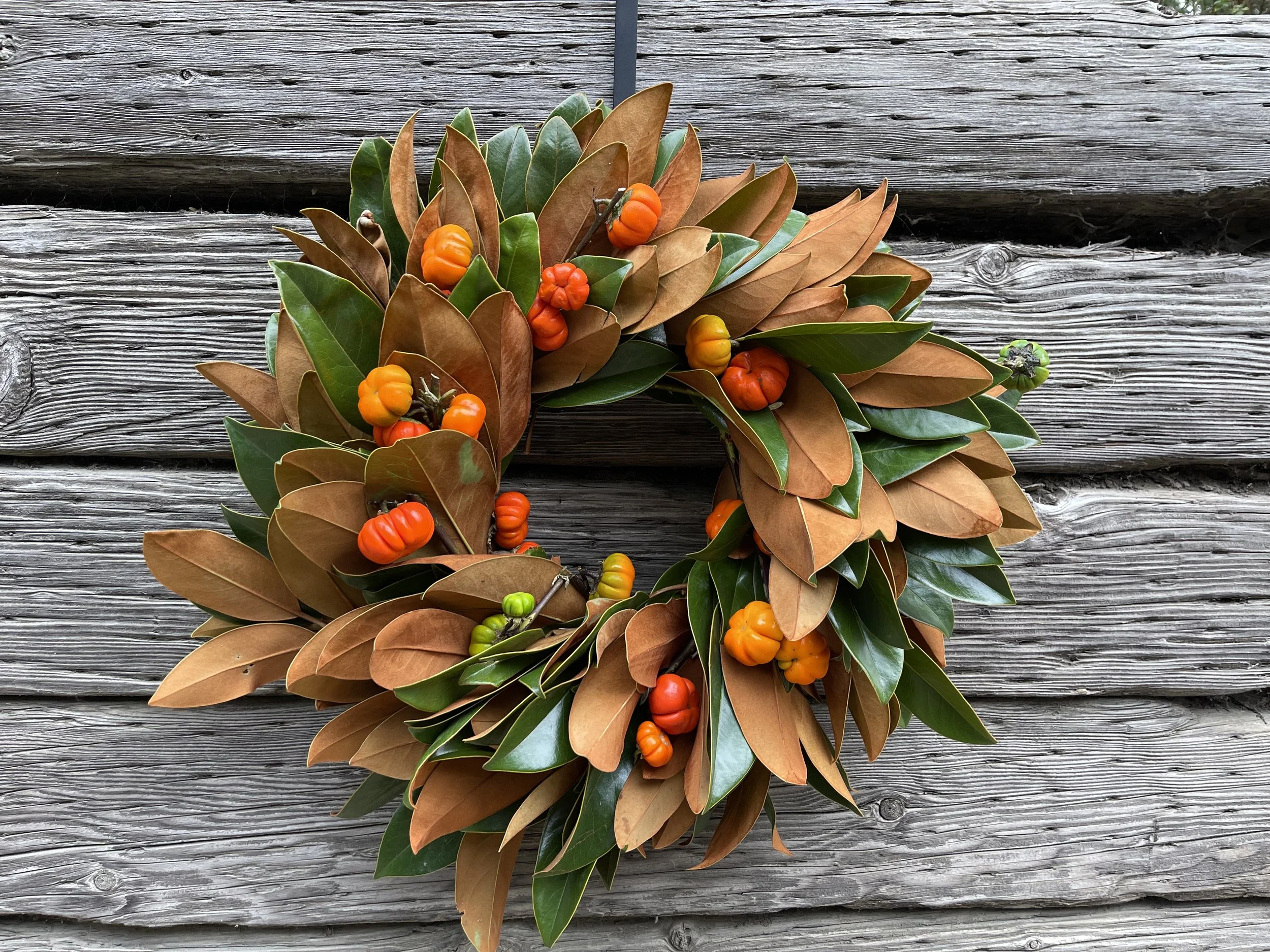 Magnolia, Pumpkin tree.JPG