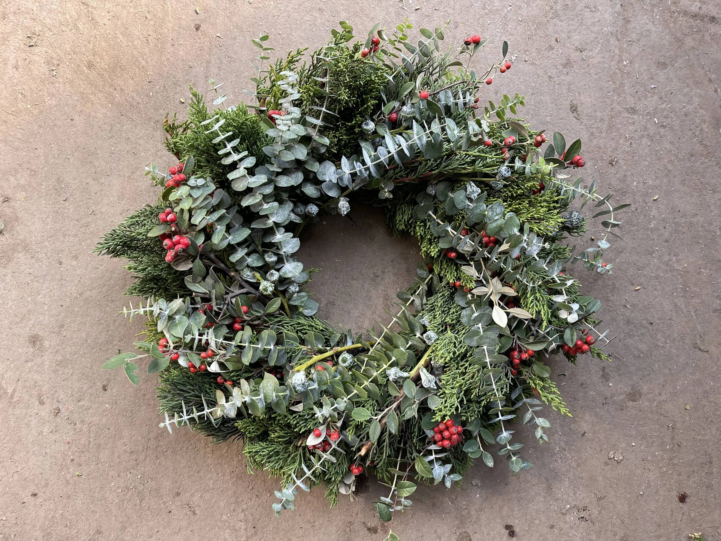 Monterey Cypress, Euc Baby Blue, Cotoneaster.JPG