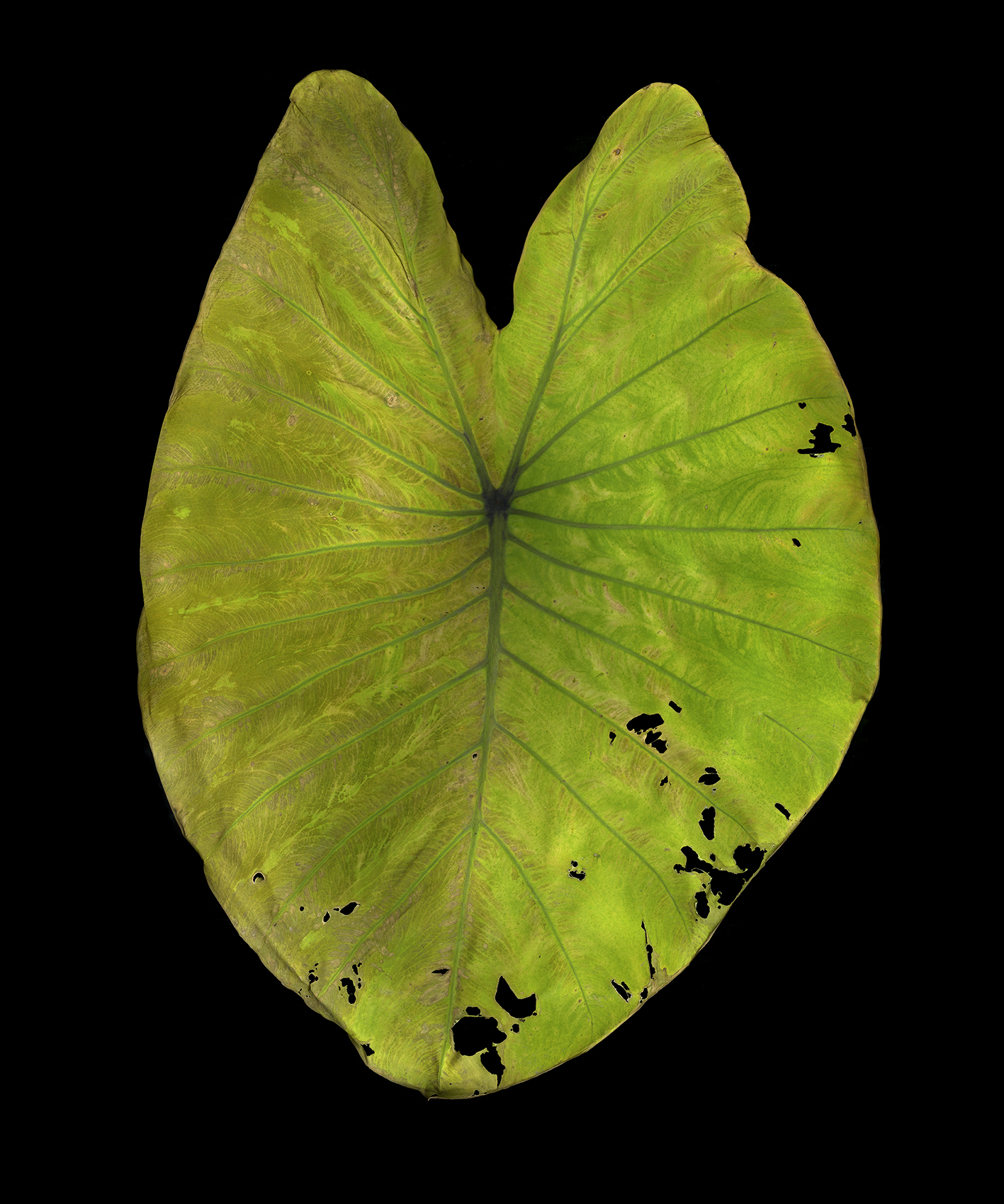 Leaf 3, 2012