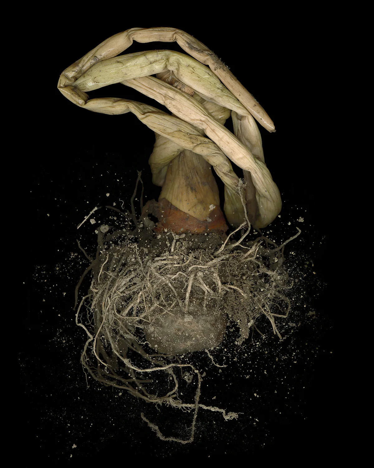 Root 1, 2014
