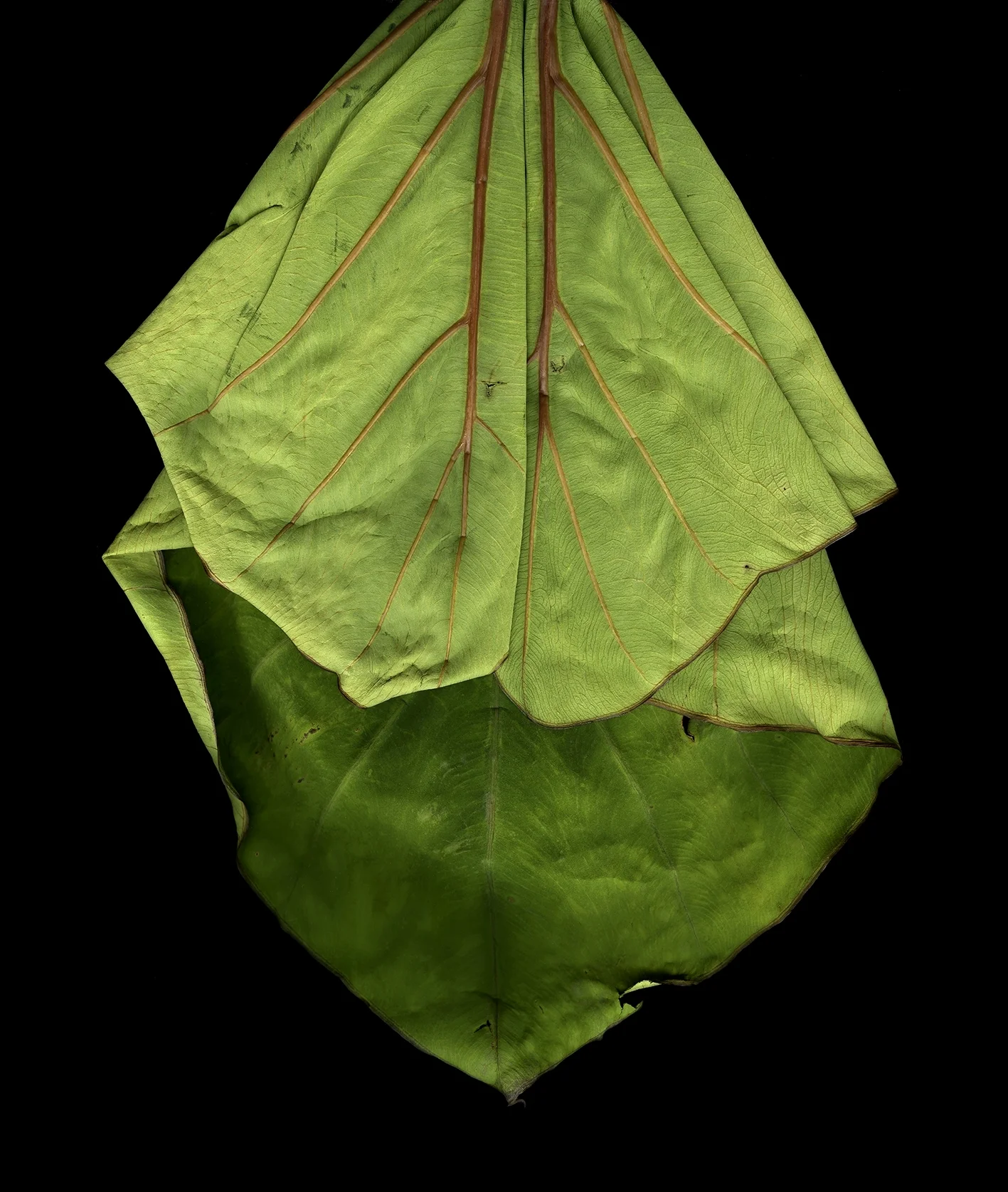 Leaf 8, 2012