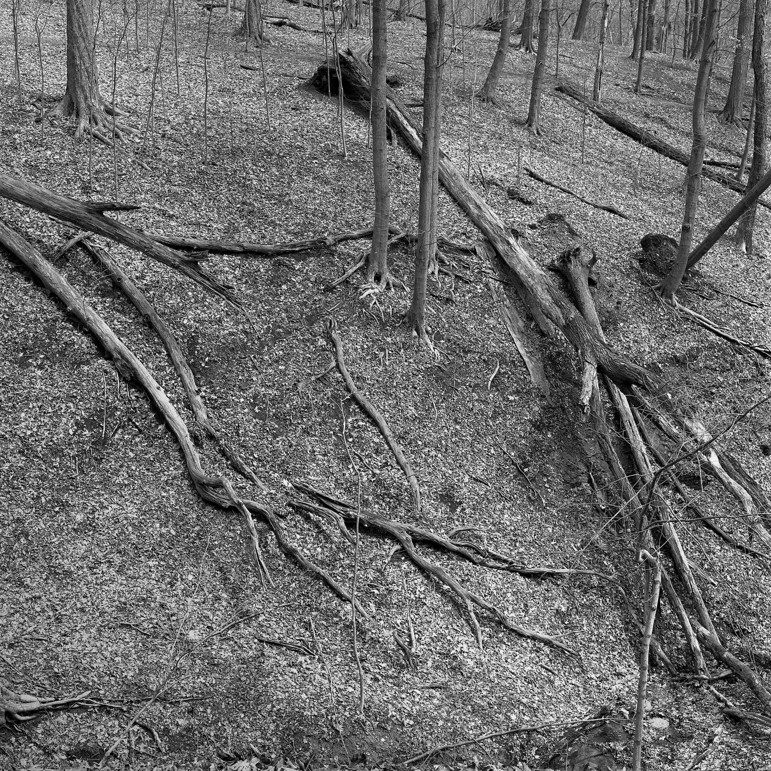 Hillside of Downed Trees