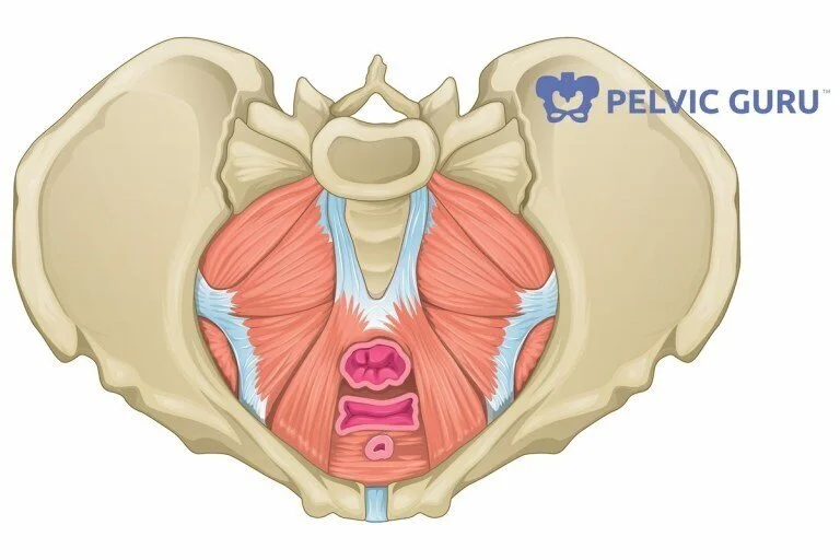 Pelvic Floor Function 3 Support Dr Mandi Murtaugh Physical