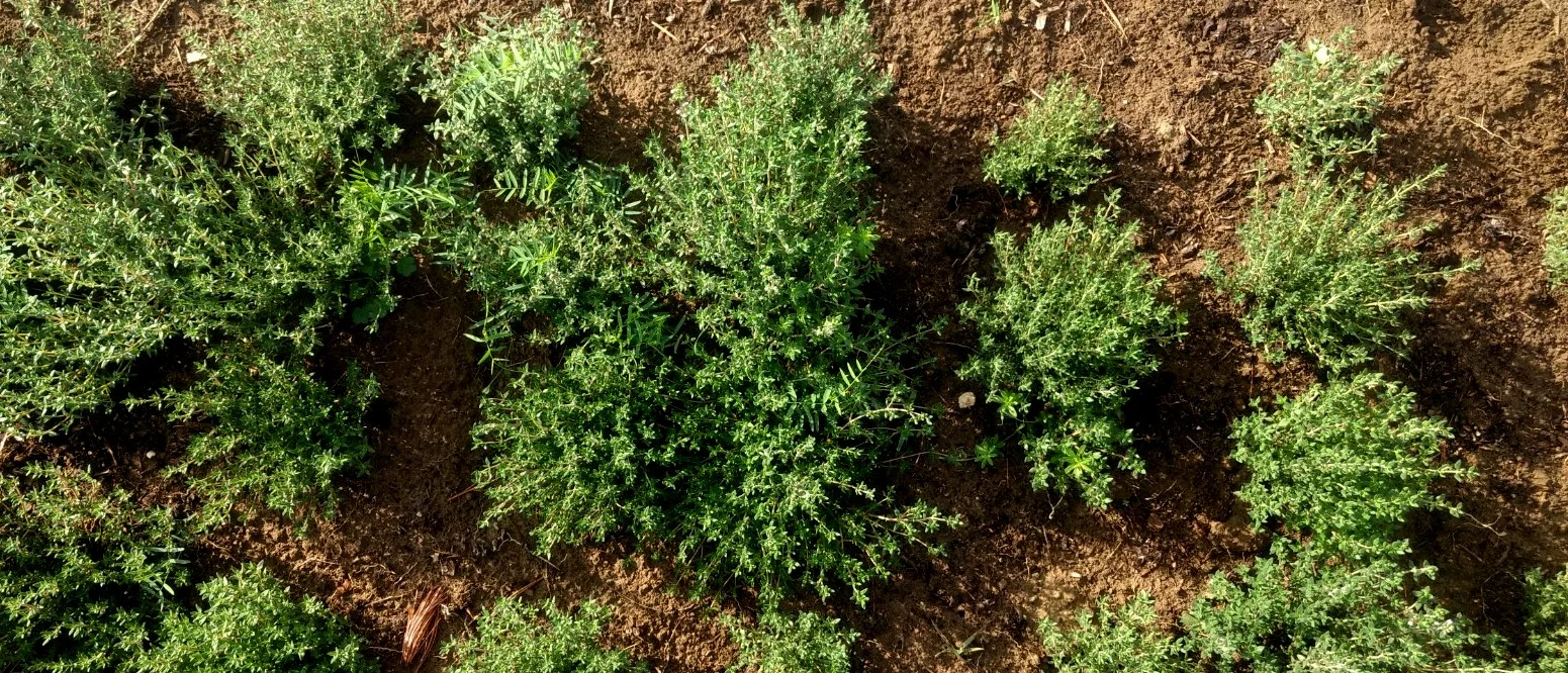 thyme_in_the_ground.jpg