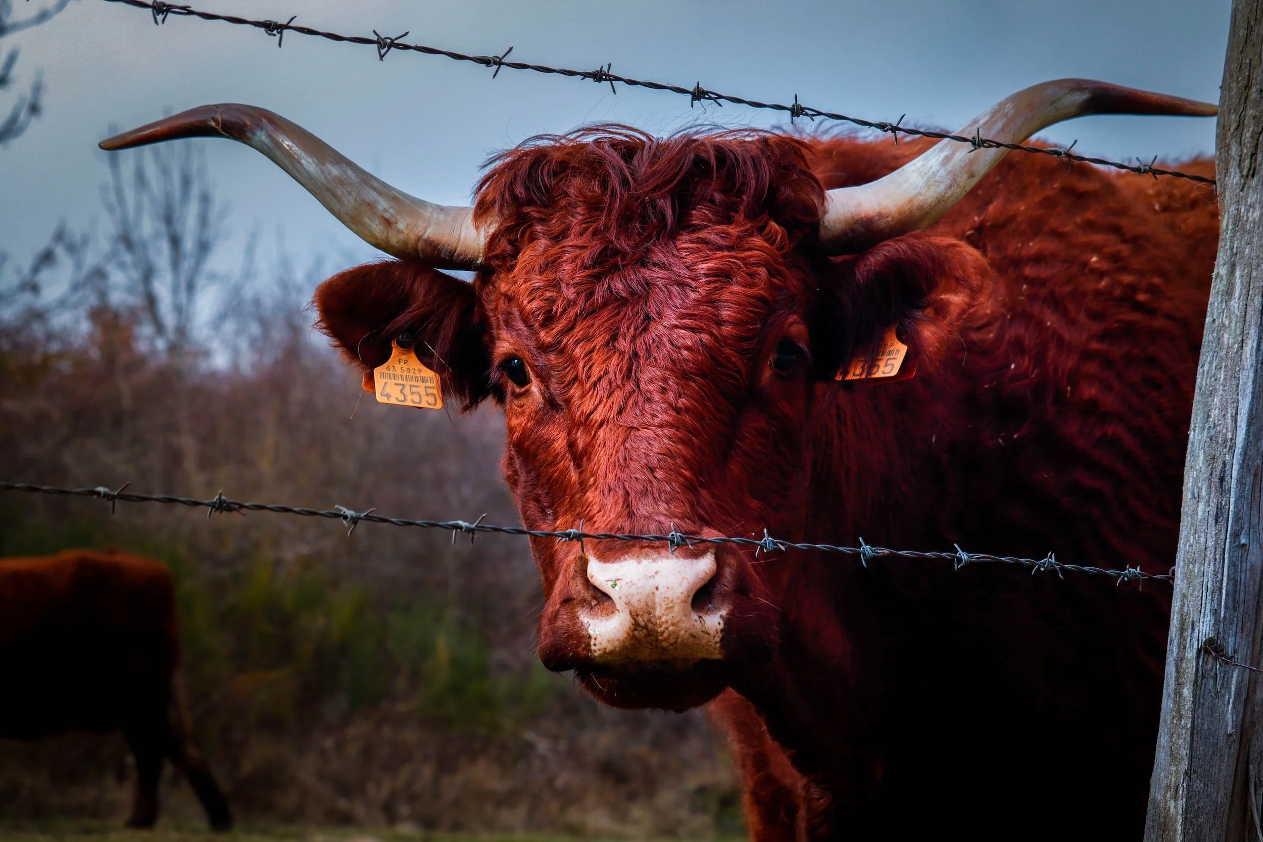 7 Reasons Your Website is a Cow Patty