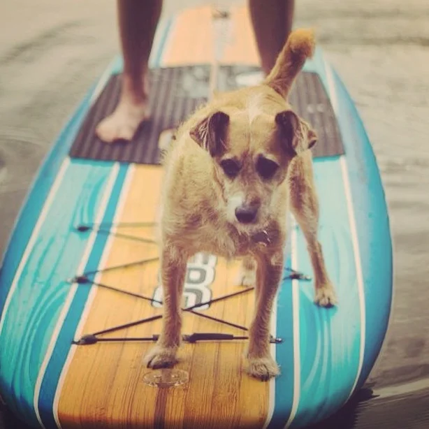 5Paddleboard+Brinkie.jpg