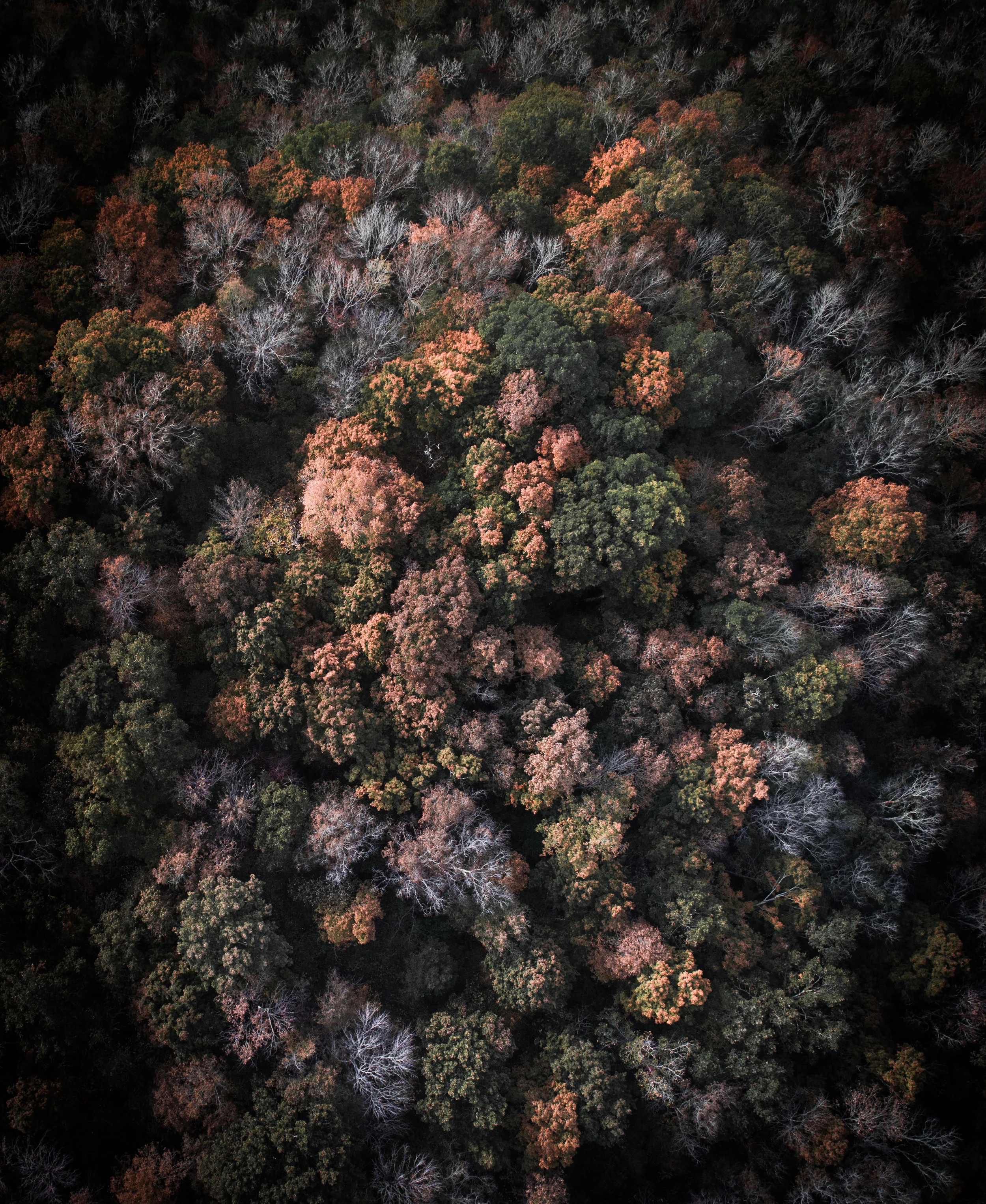 DJI_0040.jpg
