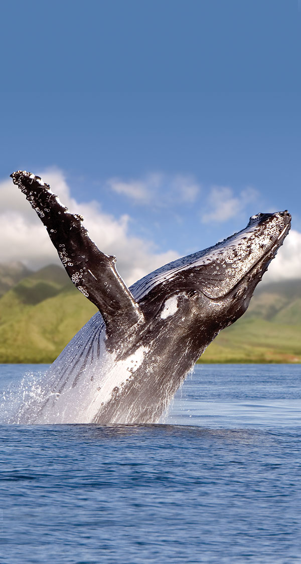 Great-Whale-Count_Sidebar-Image.jpg