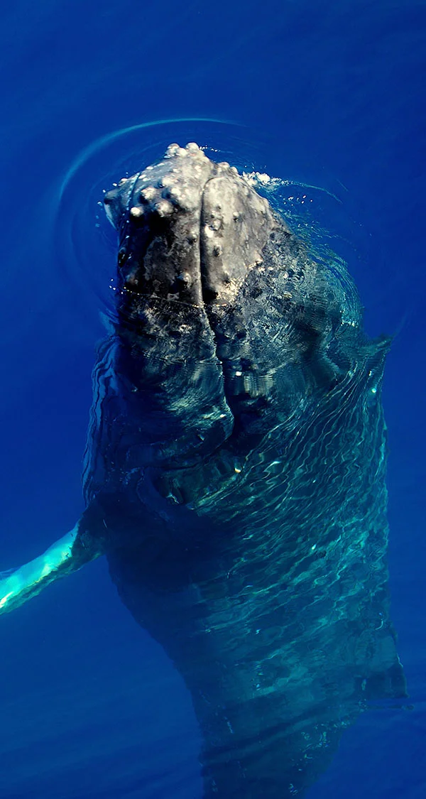 Photo-Safari-Cruises_Sidebar-Image.jpg