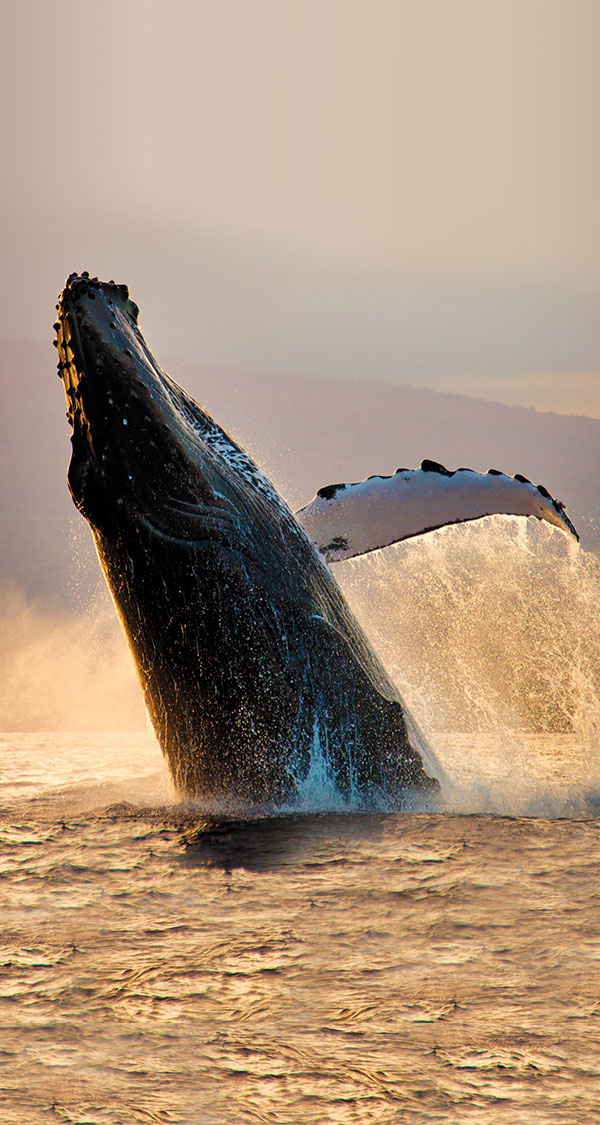 Trail-of-the-Whale_Sidebar-Image.jpg