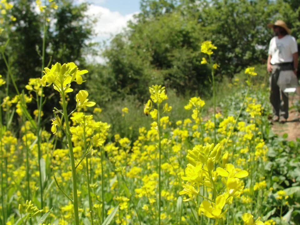 Mustardflowers.jpg