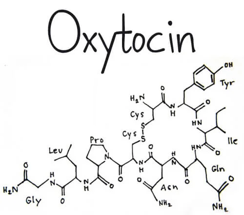 the-hormone-oxytocin.jpg