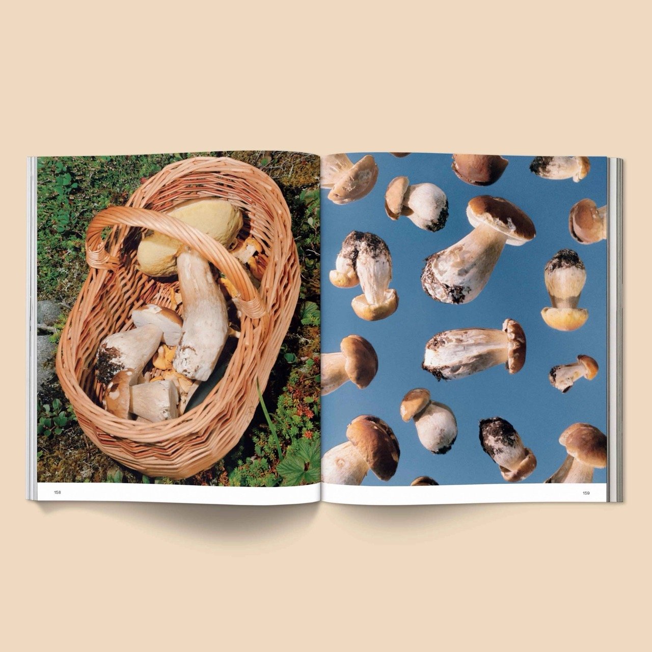 Spores-Magical-Mushroom-Photography9.jpeg