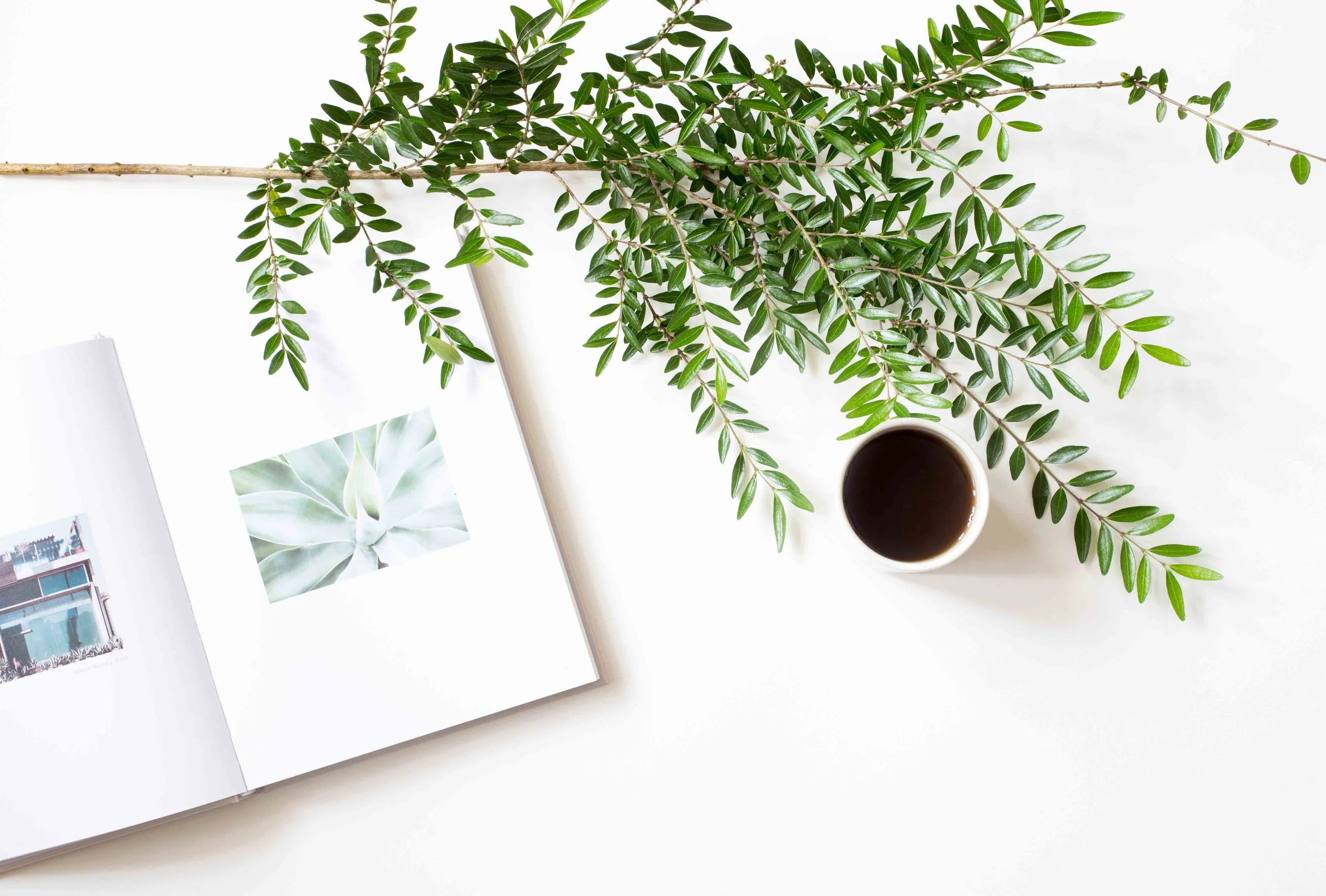 organic-tea-opt.jpg