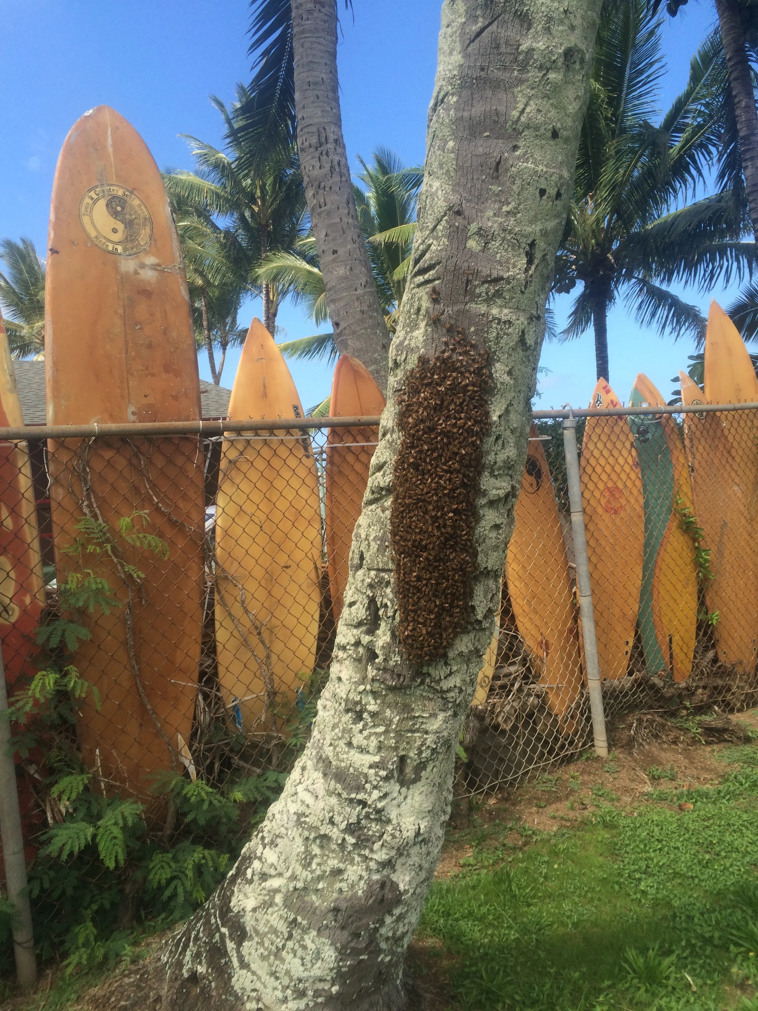 Kaneohe Swarm