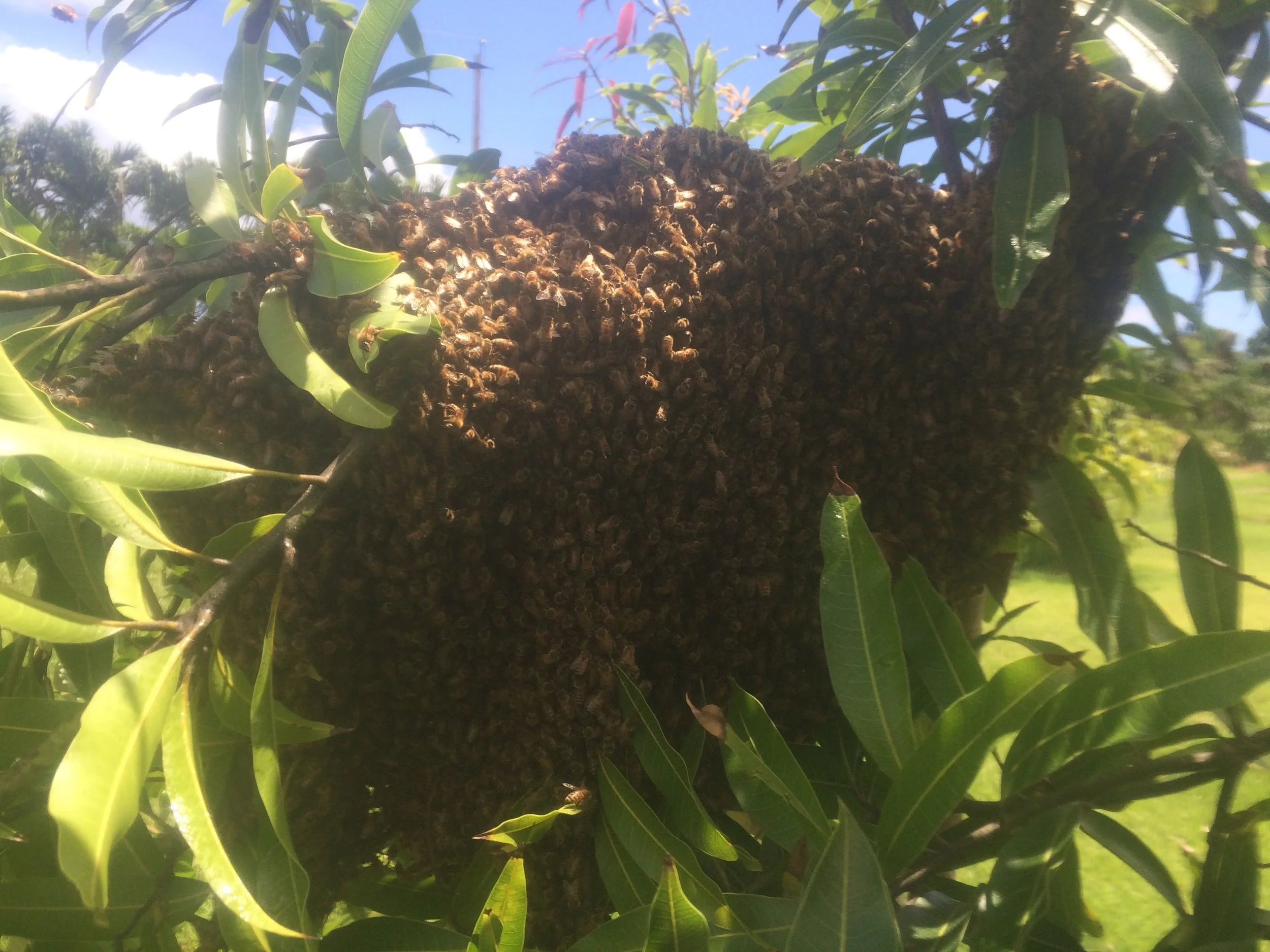 Waimanalo Swarm